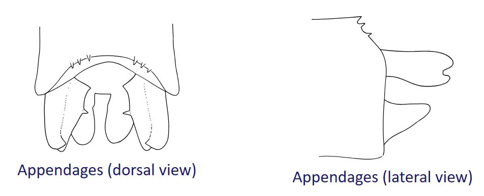 Appendices anaux Pseudagrion nubicum, Dijkstra & Clausnitzer