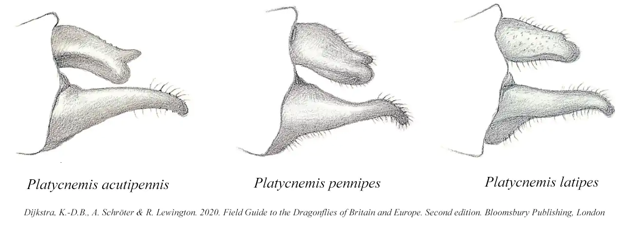Appendices anaux des Platycnemis français, Dijkstra et al., 2020
