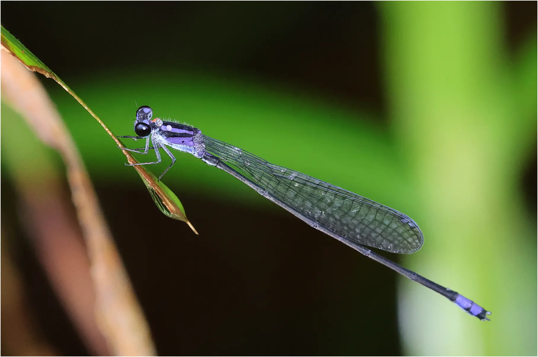 Archibasis viola mâle, Sarawak, Lorong Matang Jaya 9b, 19/03/2025