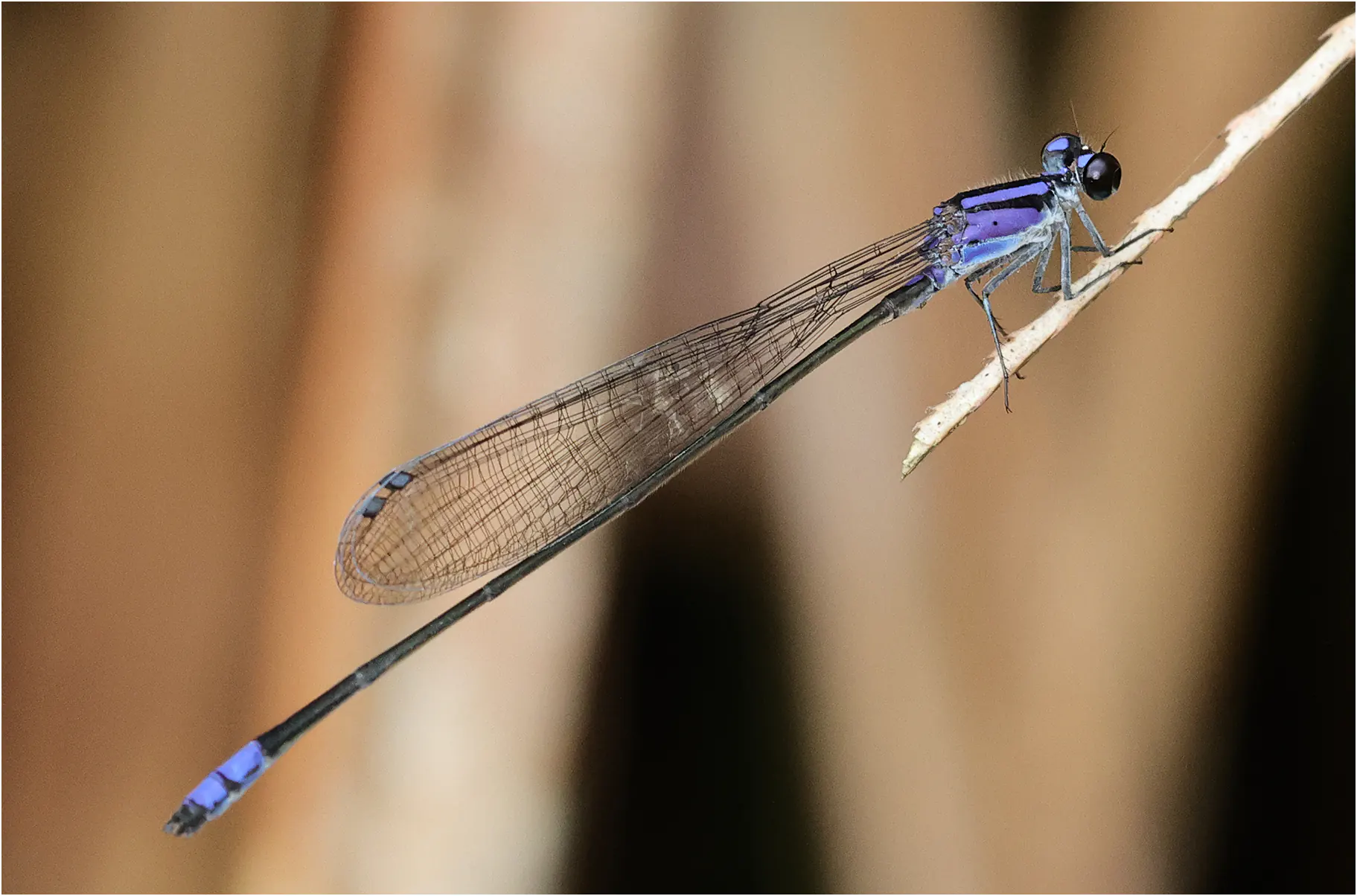 Archibasis viola mâle, Sarawak, Maludam National Park, 28/03/2025