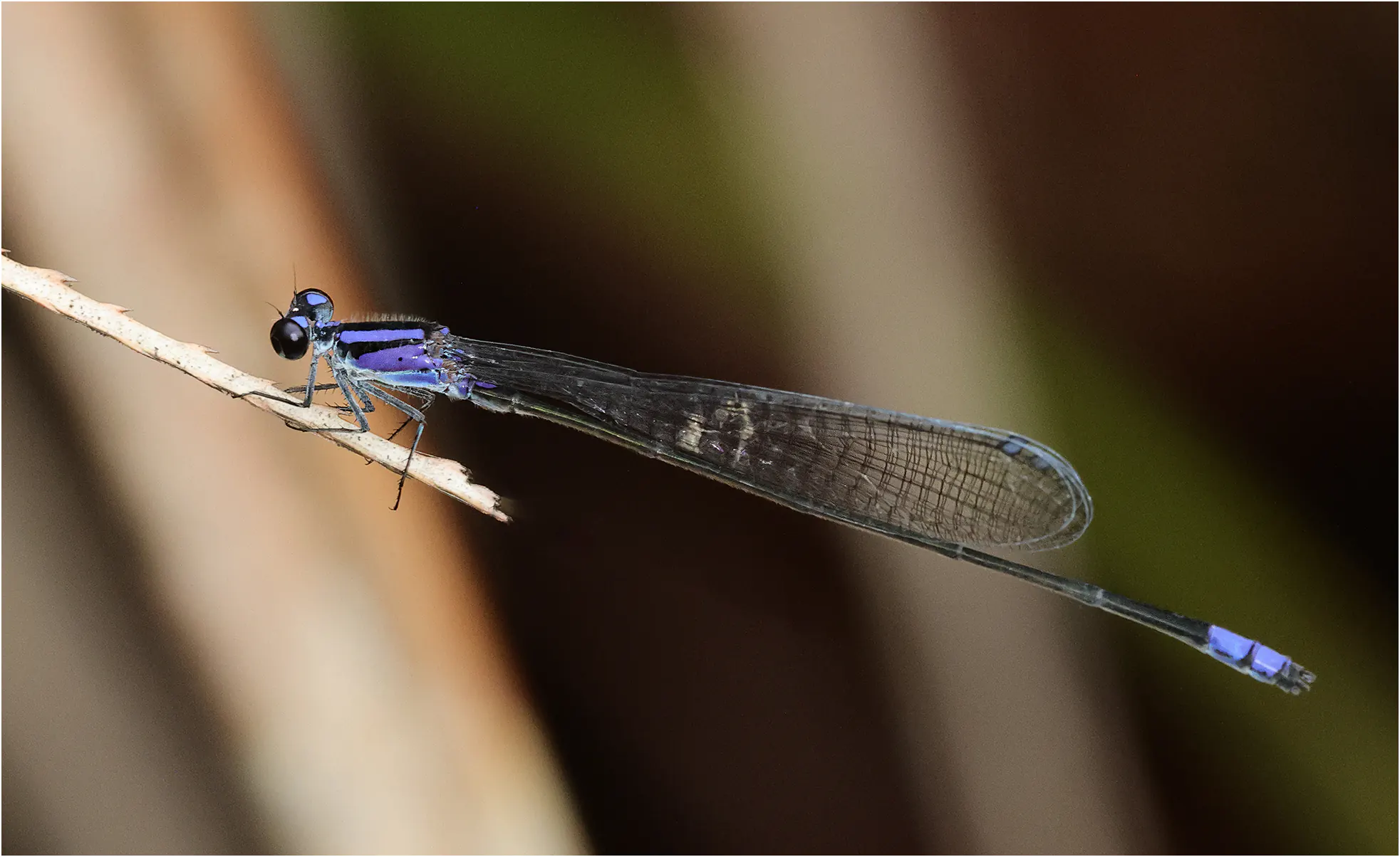 Archibasis viola mâle, Sarawak, Maludam National Park, 28/03/2025