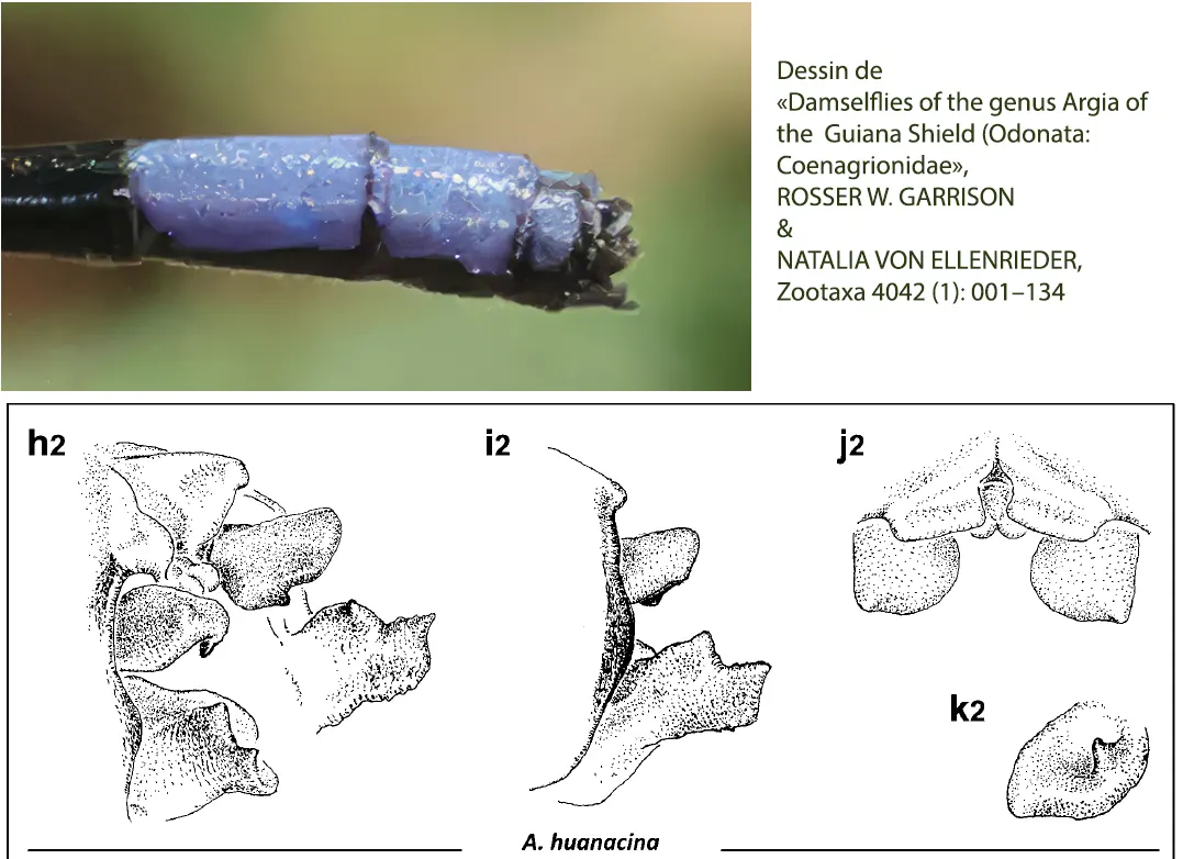 Argia huanacina mâle, appendices, dessin Garrison & Von Ellenreider