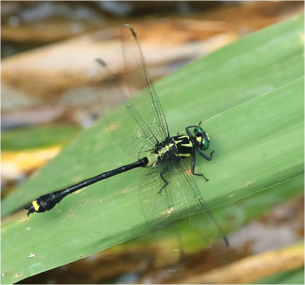 Asiagomphus acco, Vietnam, 6 juin 2018 à Cao Bang