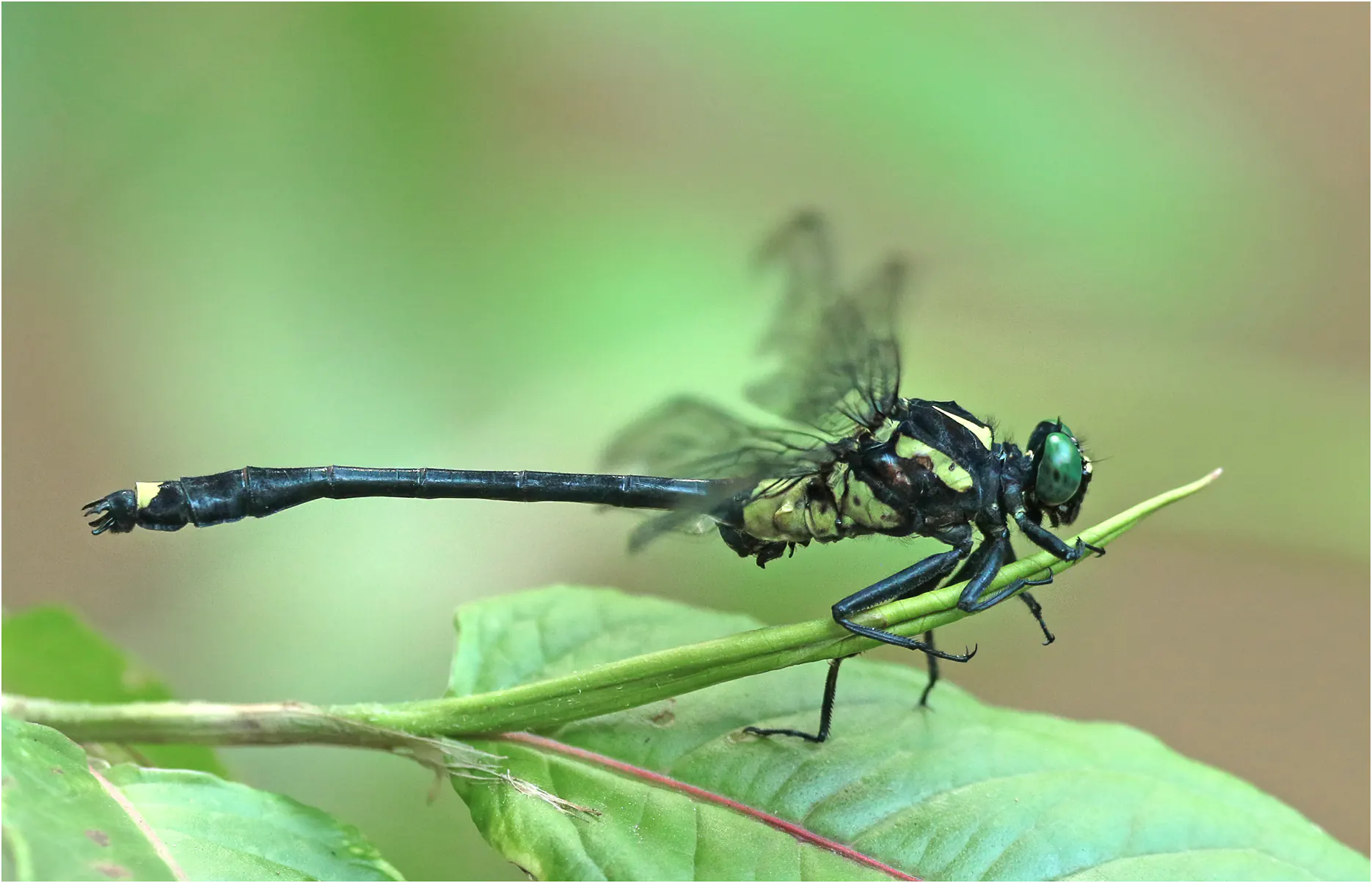 Asiagomphus acco, Vietnam, 6 juin 2018 à Cao Bang