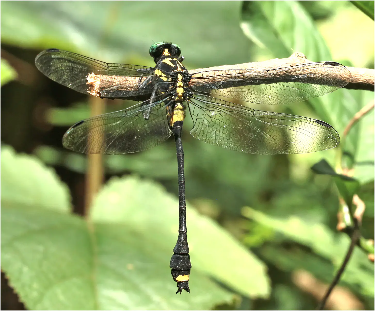 Asiagomphus acco, Vietnam, 6 juin 2018 à Cao Bang