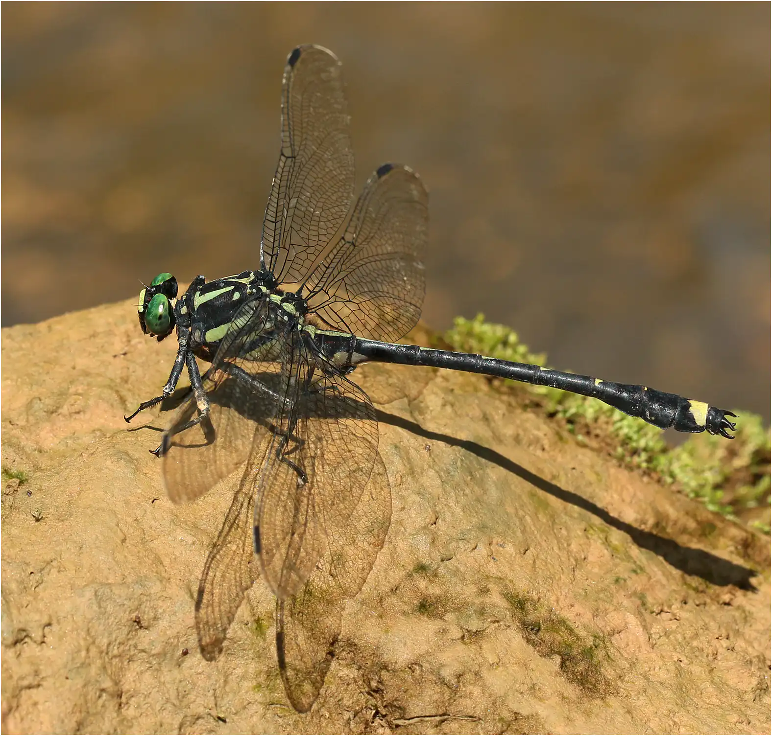 Asiagomphus pacificus, Vietnam, Cao Bang, 6 juin 2018