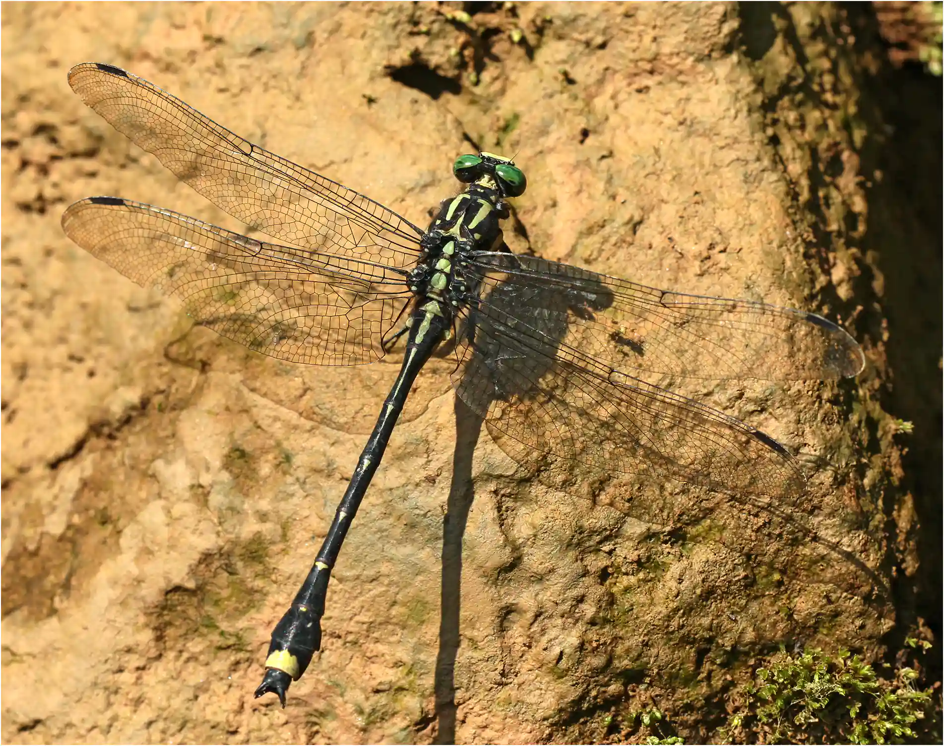 Asiagomphus pacificus, Vietnam, Cao Bang, 6 juin 2018
