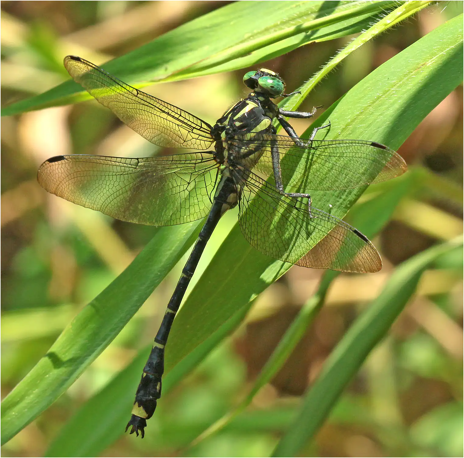 Asiagomphus pacificus, Vietnam, Cao Bang, 6 juin 2018