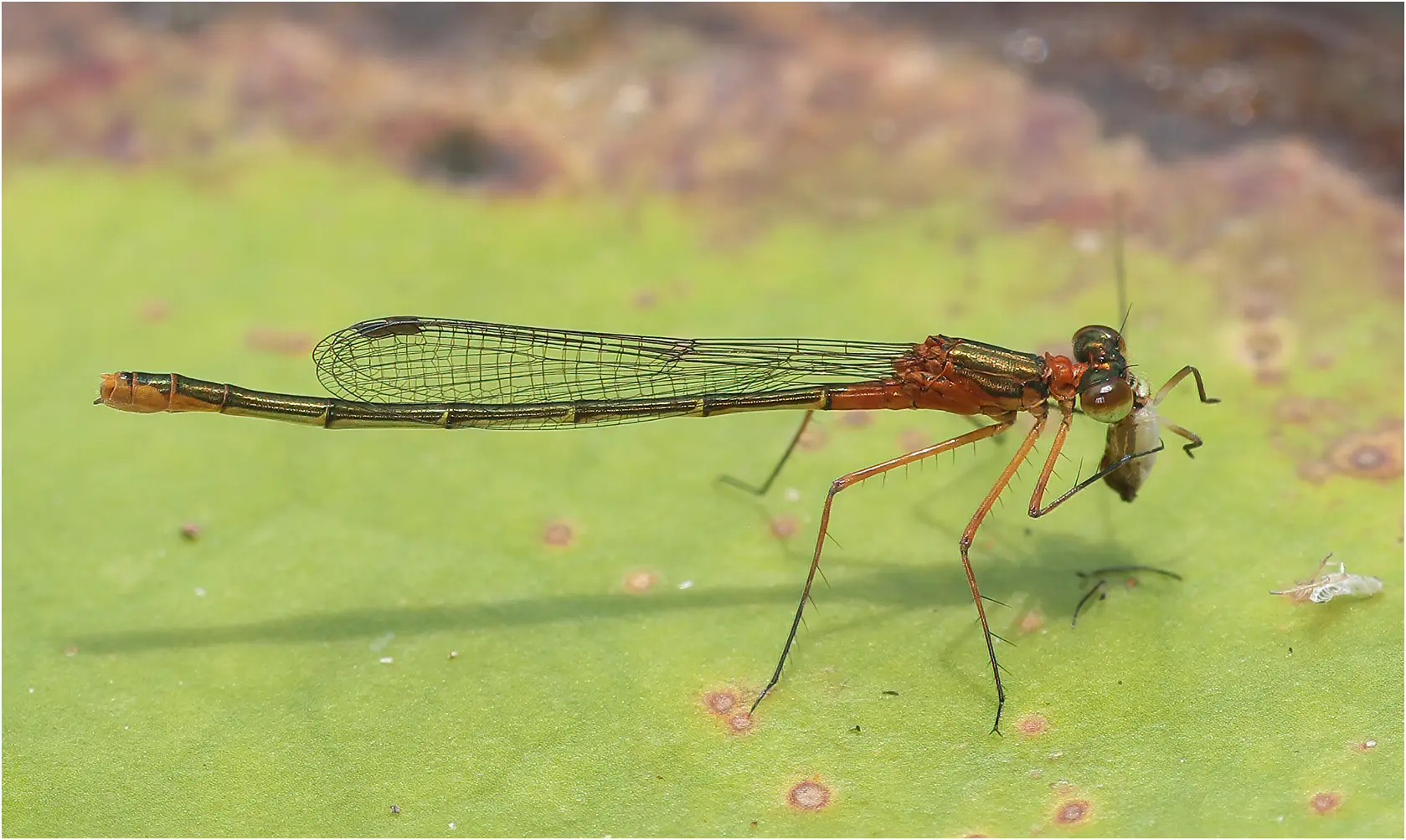 Austrocnemis splendida femelle, Australie (FNQ), Innot Springs, 11/12/2022