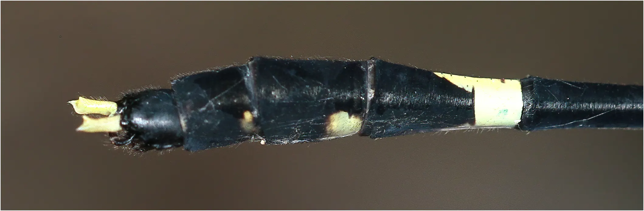 Austrogomphus prasinus mâle, Australie (FNQ), Hunter Creek, 04/12/2022