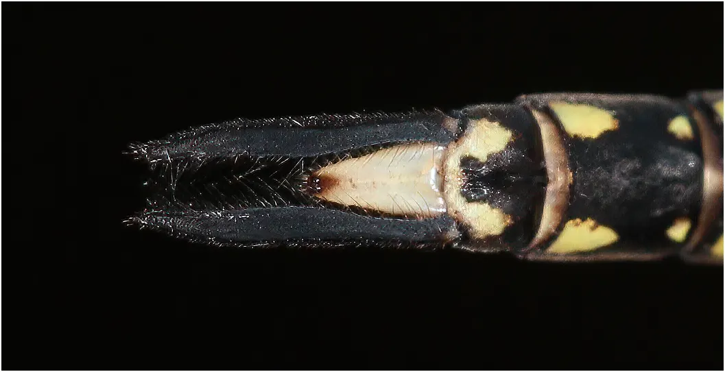 Austrogynacantha heterogena mâle, Australie FNQ), Mareeba, 06/12/2022