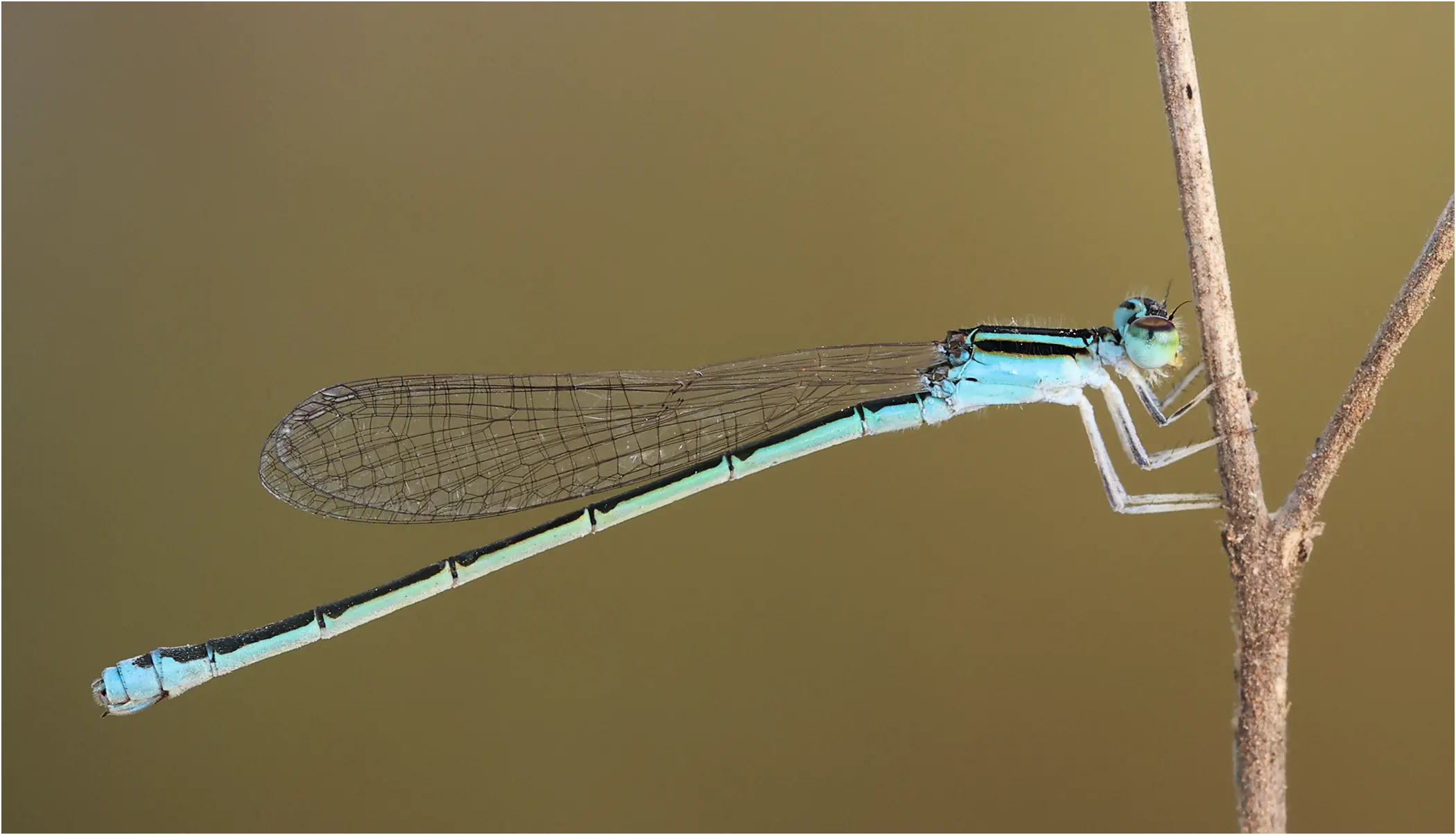 Azuragrion vansomereni femelle, Ghana, mare entre Efutu et Akaikrom, 13/01/2026