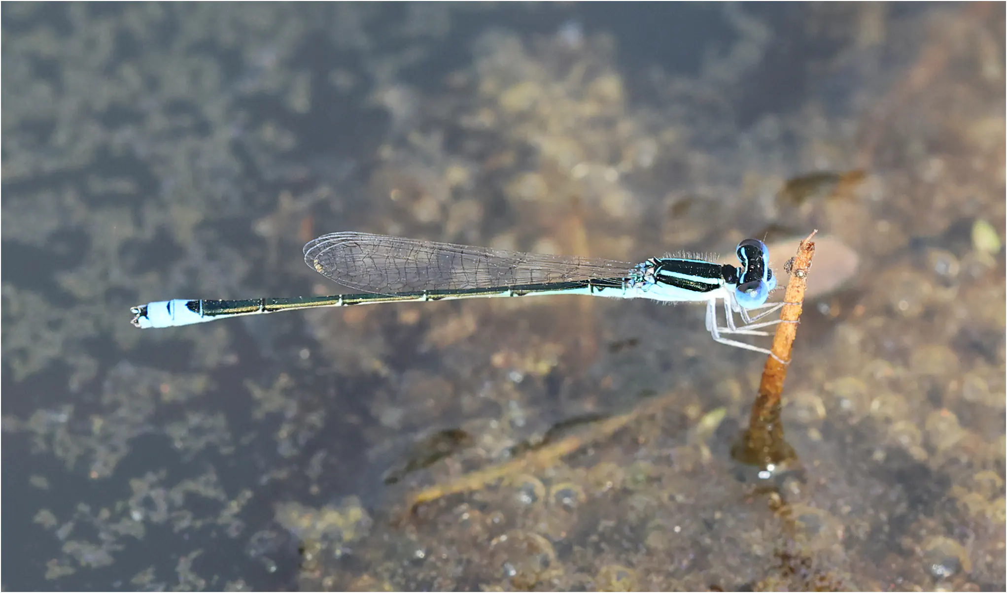Azuragrion vansomereni mâle, Ghana, mare entre Efutu et Akaikrom, 13/01/2026