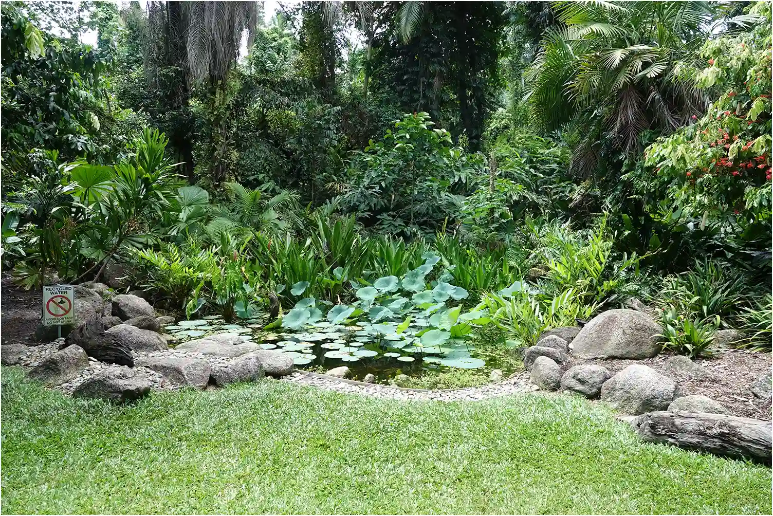 Biotope Camacinia othello, Australie (FNQ), Cairns, Botanical Garden, 02/12/2022