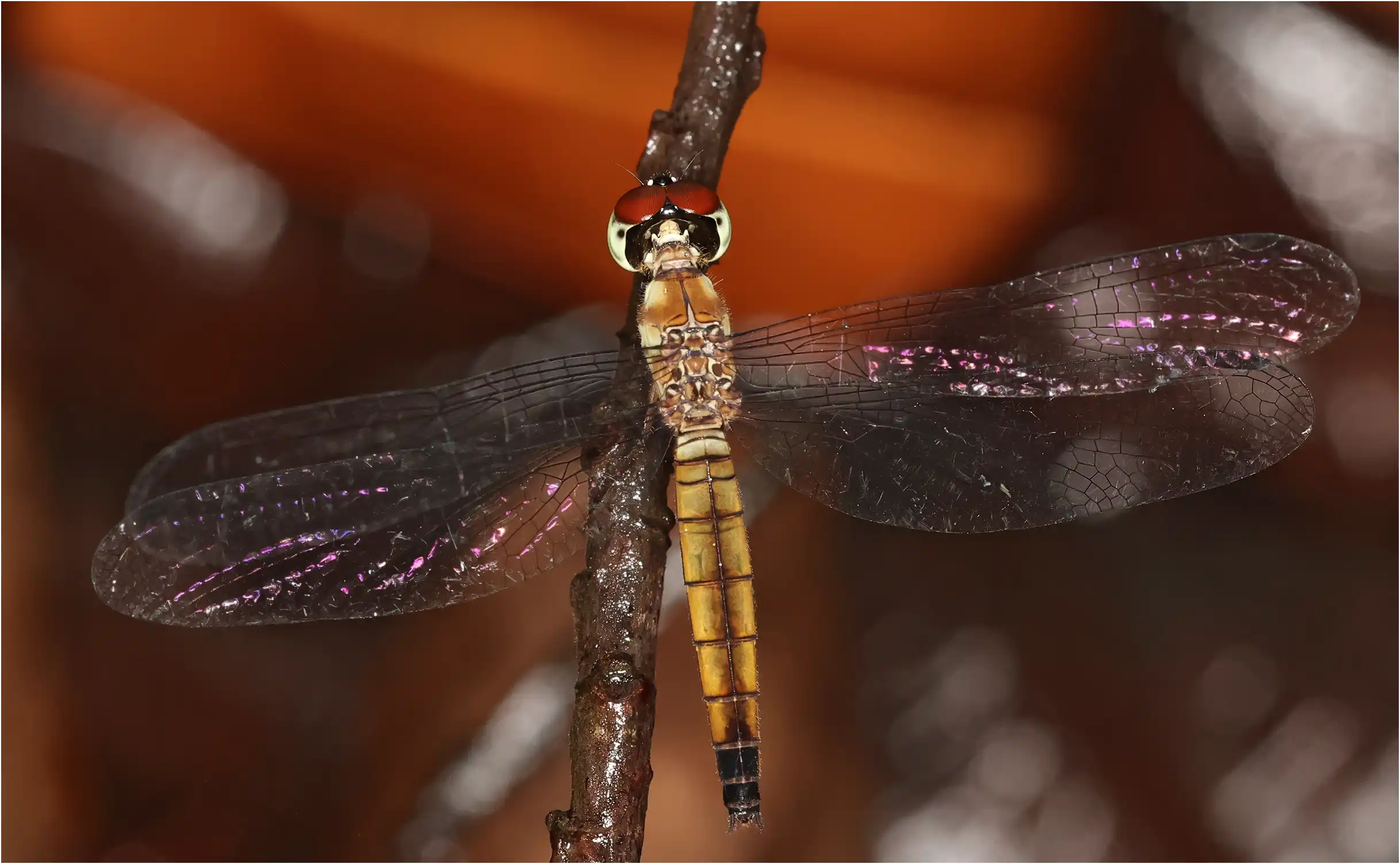 Brachygonia oculata femelle, Sarawak, Sama Jaya Nature Reserve, 18/03/2025
