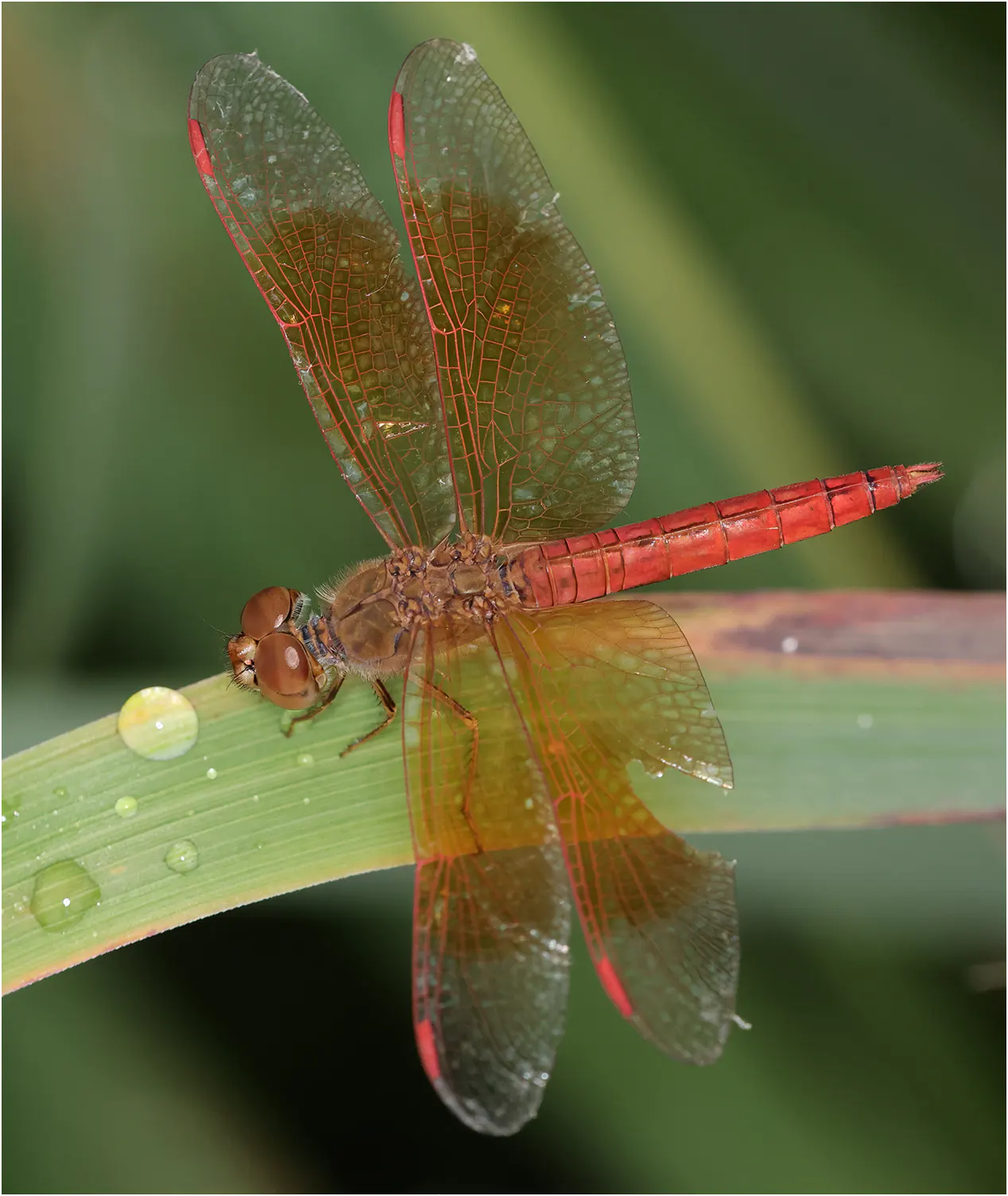 Ditch Jewel male, Thailand, Nok Chan Mee Na Lodge near Chom Thong, 06/02/2024
