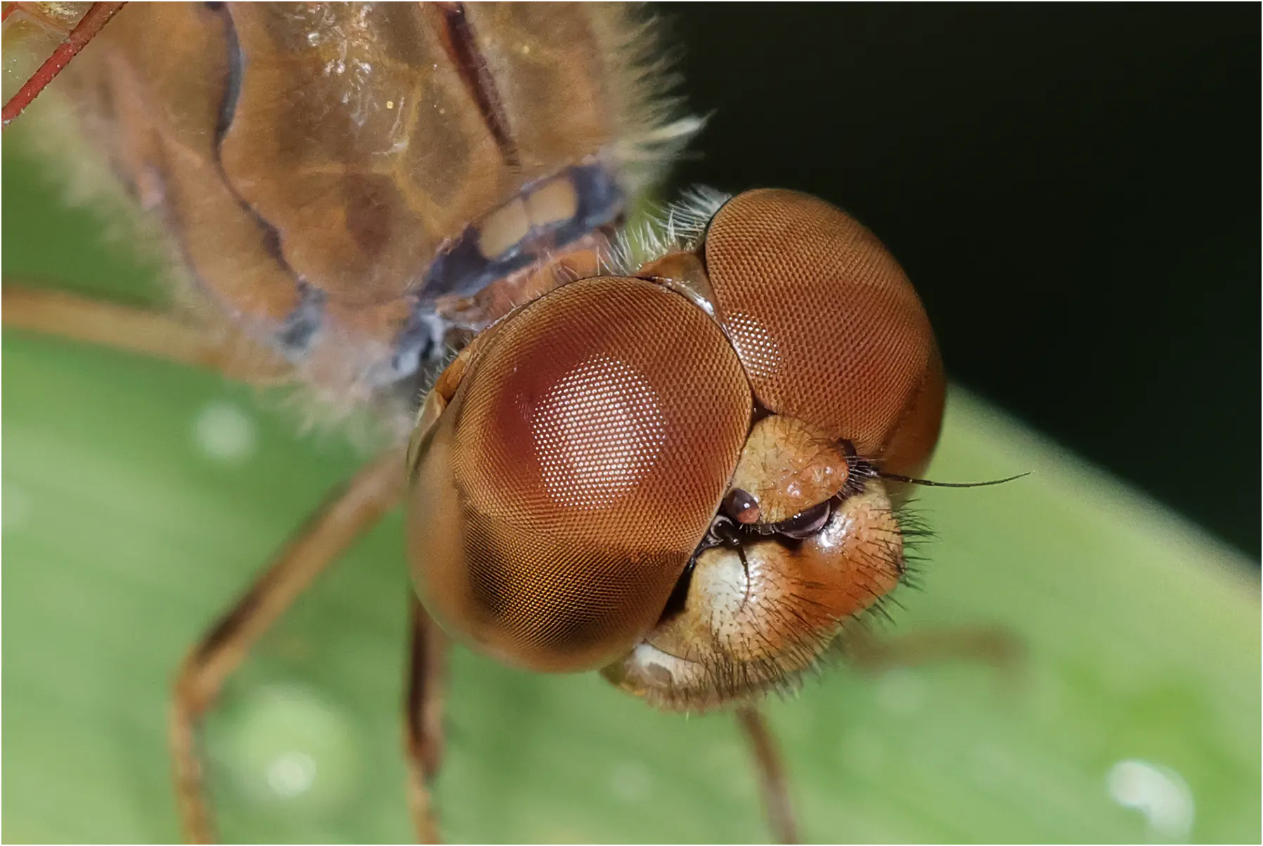 Ditch Jewel male, Thailand, Nok Chan Mee Na Lodge near Chom Thong, 06/02/2024
