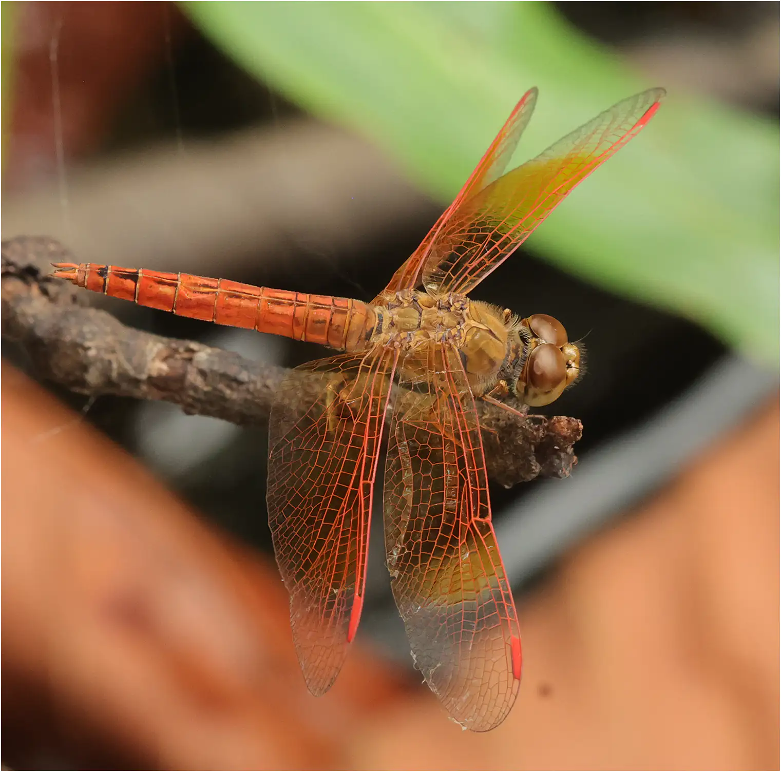 Brachythemis contaminata mâle, Thaïlande, mare de l'arboretum de Chiang Mai, 25/04/2024