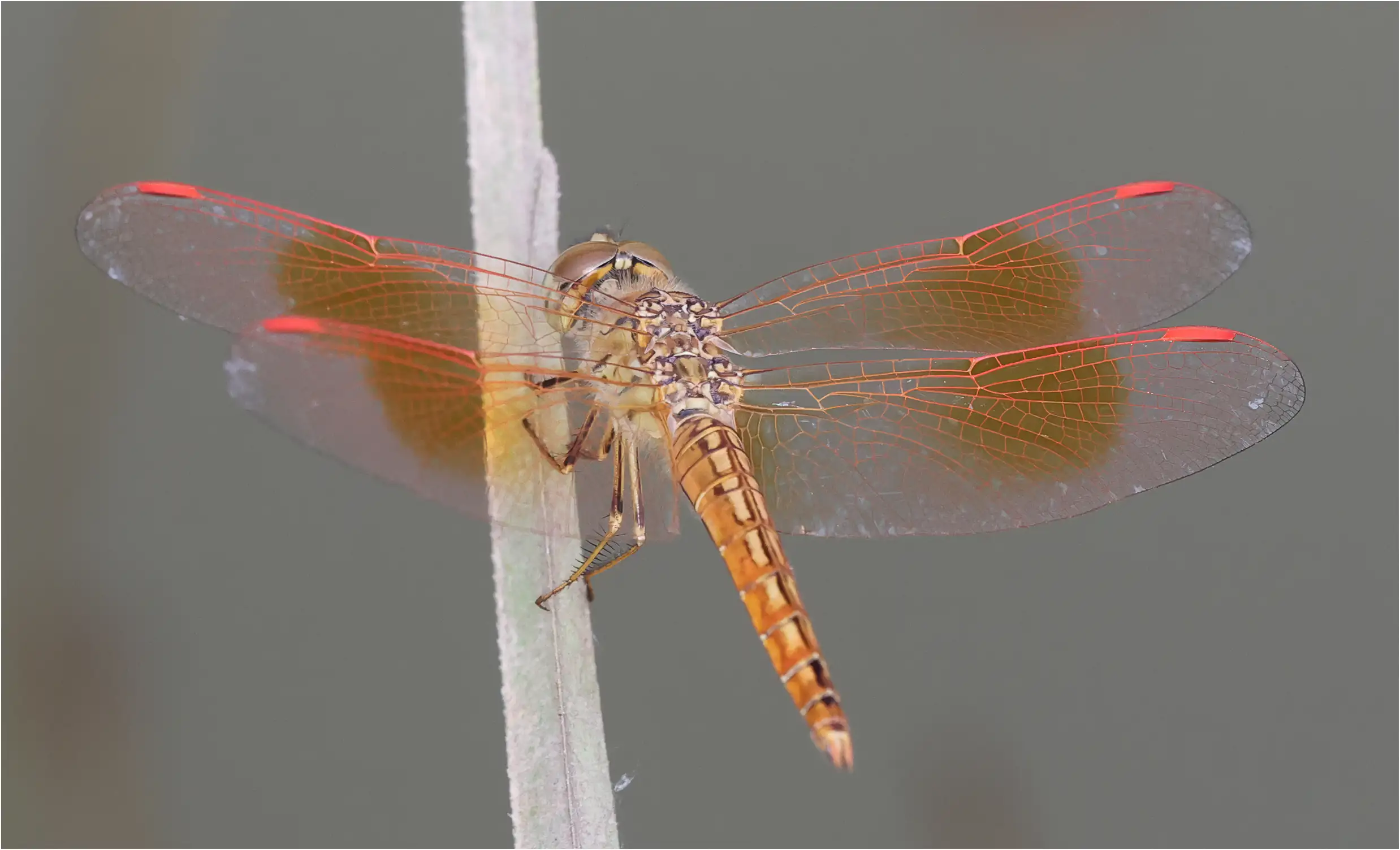 Brachythemis contaminata mâle, Thaïlande, Lodge Nok Chan Mee Na à Chom Thong, 01/06/2024