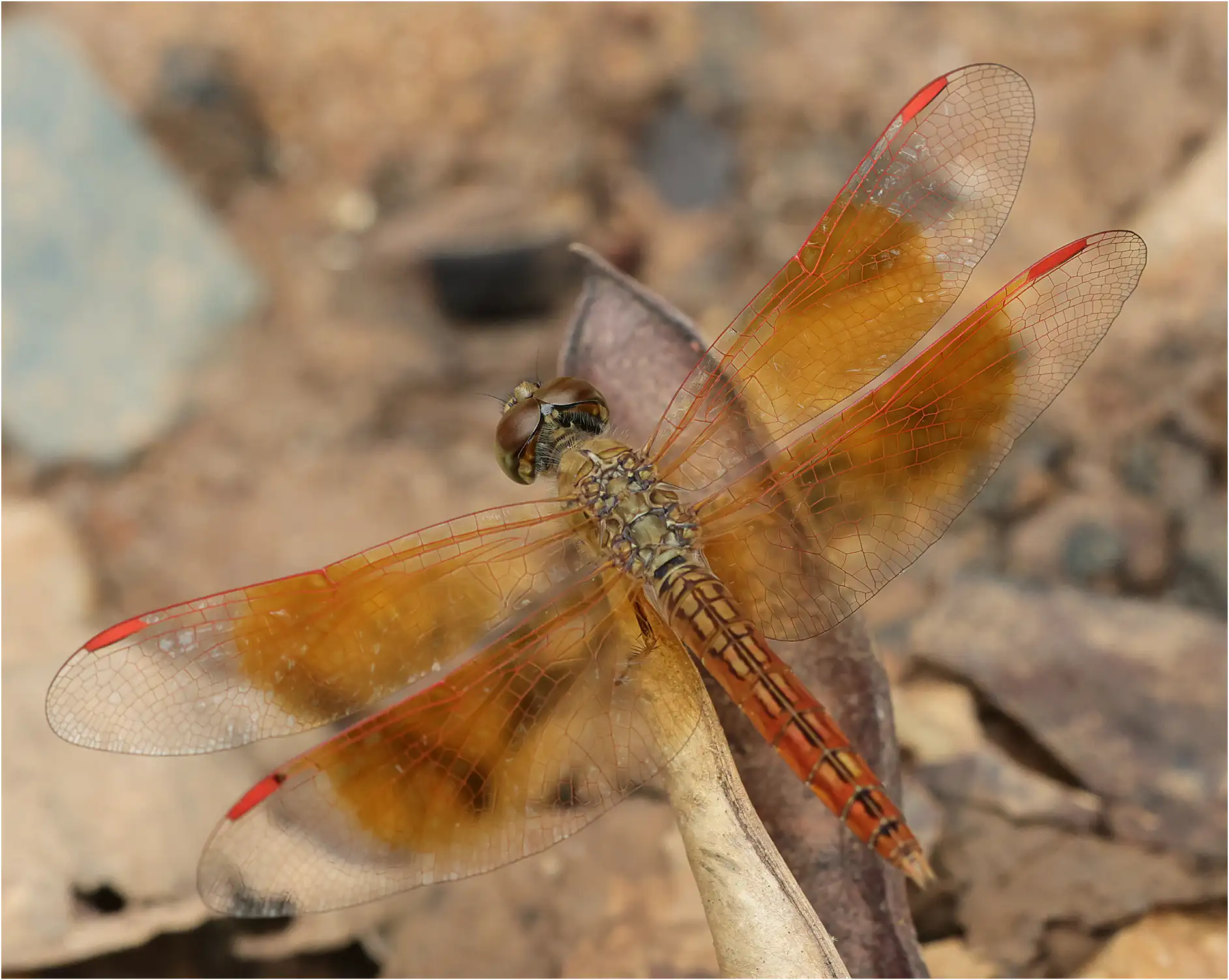 Brachythemis contaminata mâle, Thaïlande, Southern Campus Chiang Mai, 01/06/2024