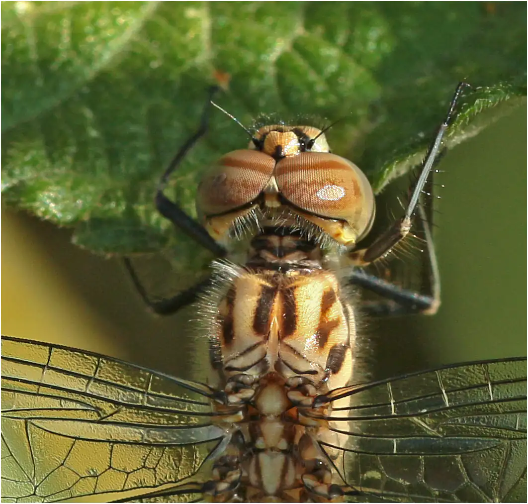 Brachythemis impartita mâle émergent, yeux, Éthiopie, lac Lugano, 01/11/2018