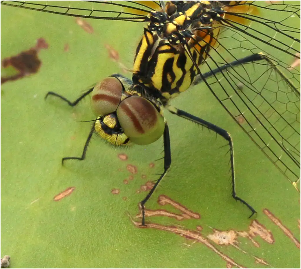 Brachythemis leucosticta femelle, yeux, Namibie, Rundu, 20/02/2020