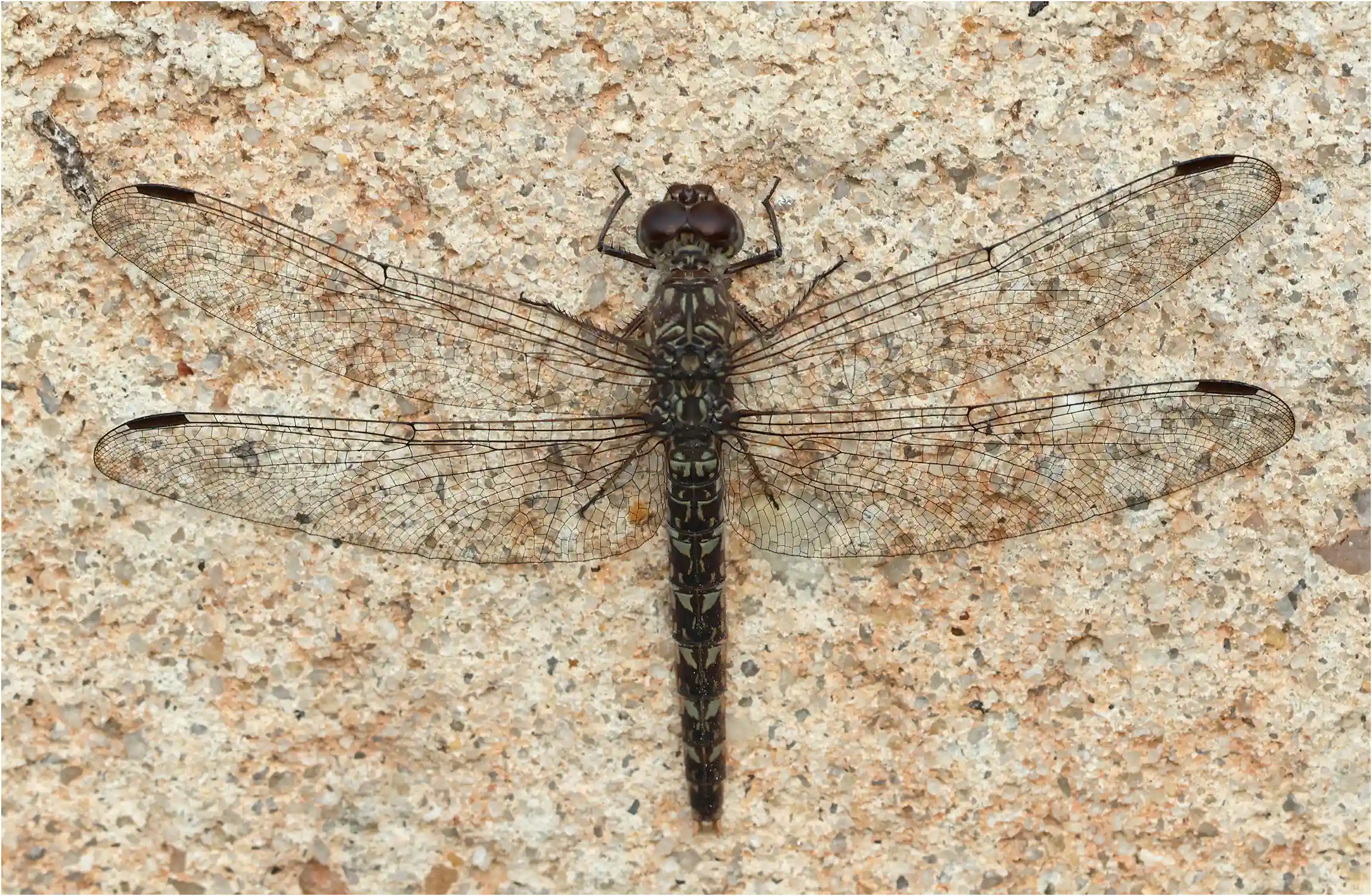 Bradinopyga strachani femelle, Ghana, Mankessim, 12/01/2026