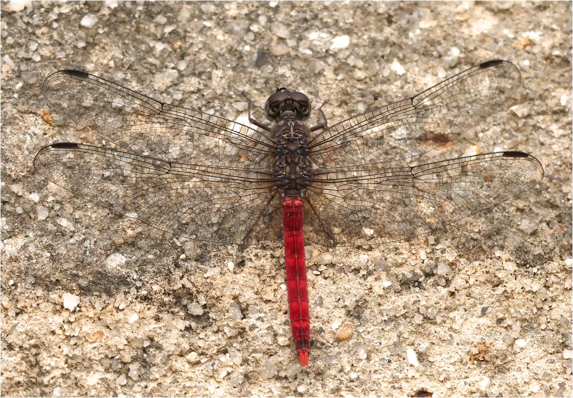 Bradinopyga strachani mâle, Ghana, Mankessim, 12/01/2026