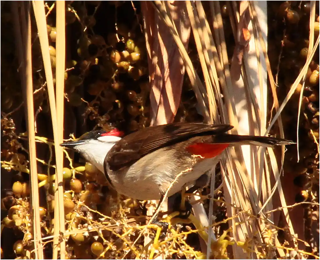 Bulbul Orphée, Pycnonotus jocosus, La Réunion, 16/10/2015
