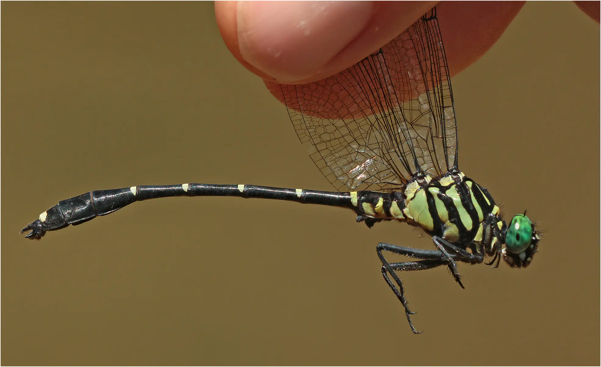 Burmagomphus magnus mâle, Vietnam, Cao Bang, 4 juin 2018