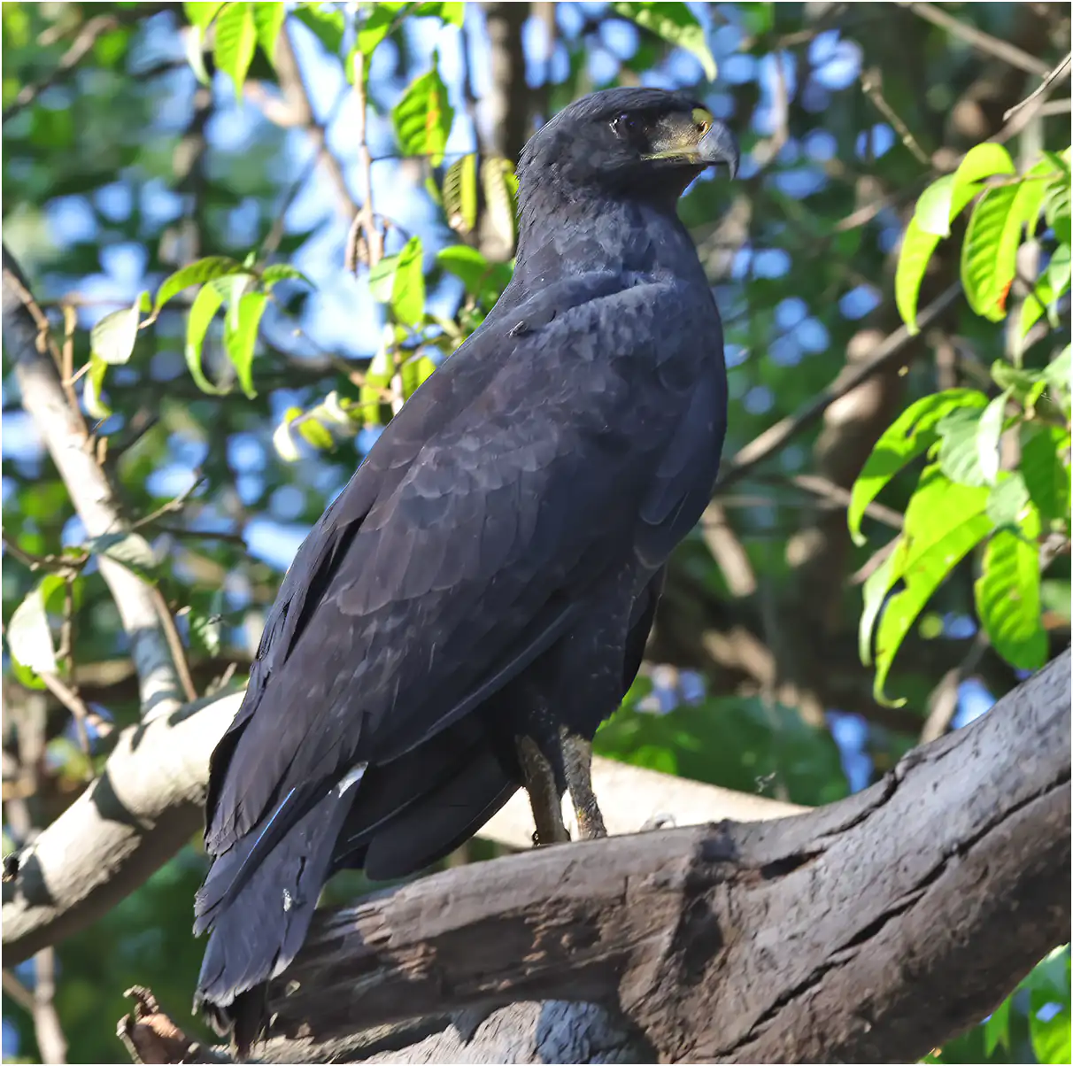 Buteogallus urubitinga, Buse urubu, Pérou ARC Chino, 18/08/2023