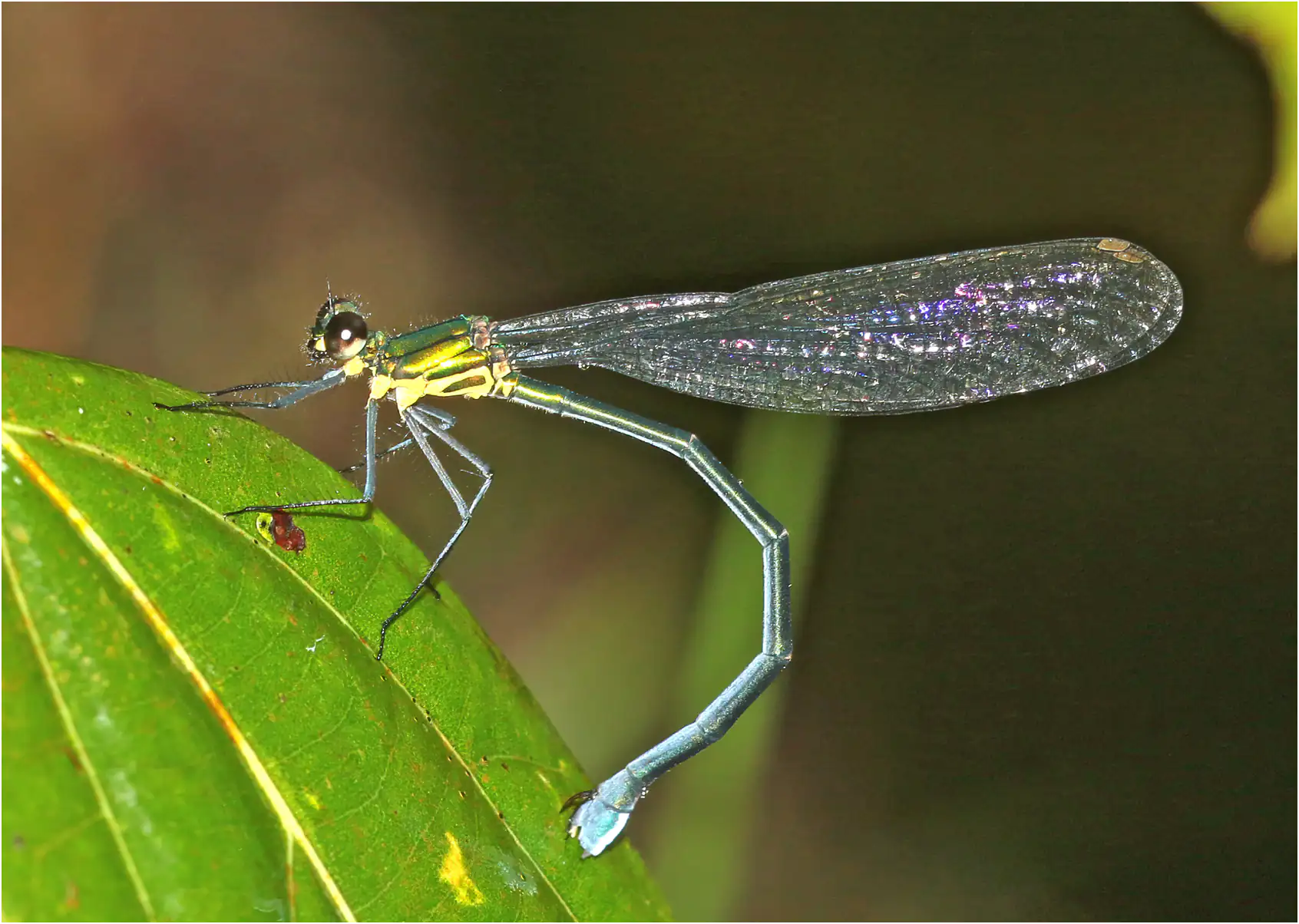 Caliphaea confusa femelle, Vietnam, Sapa, 12/06/2018