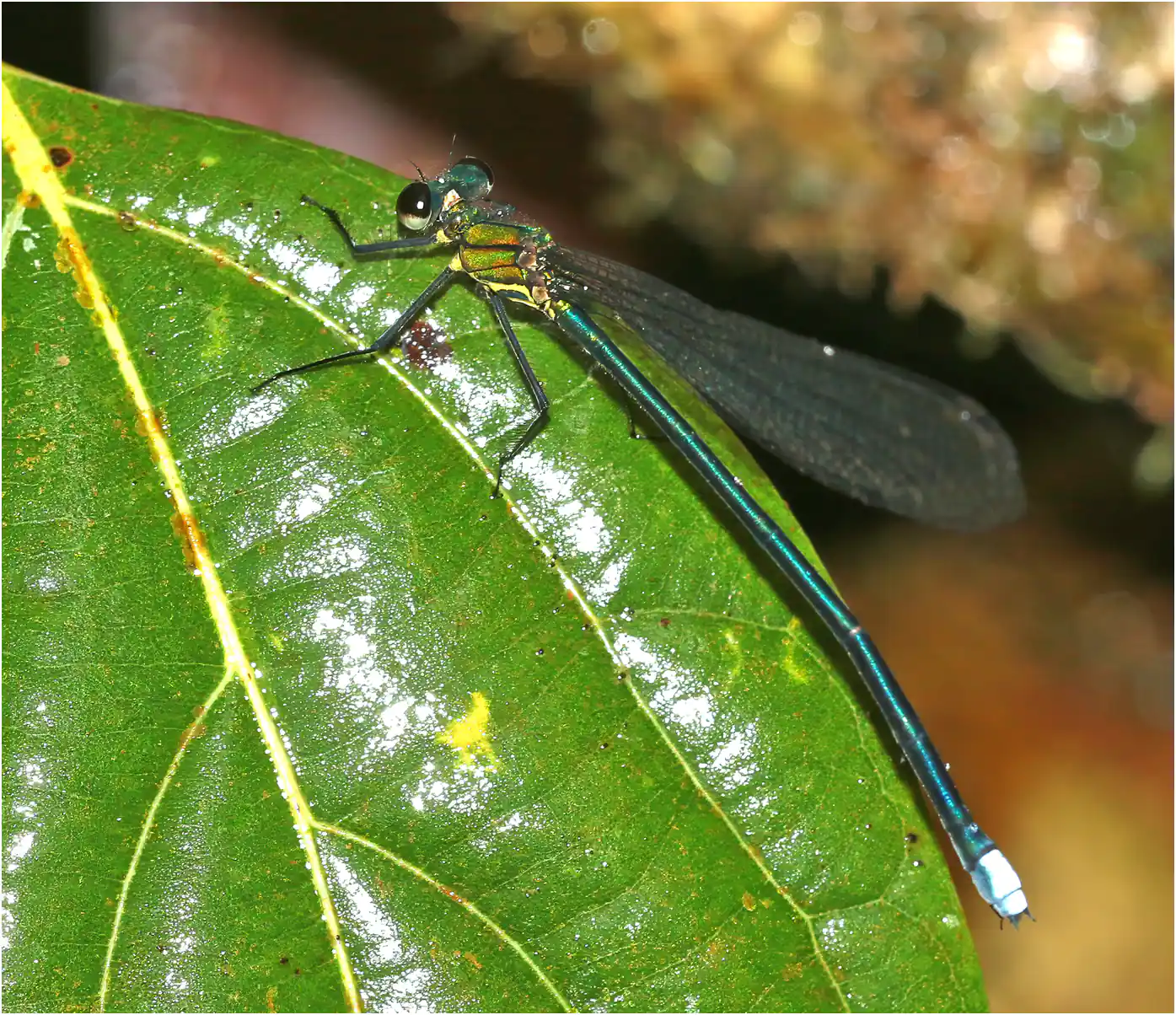 Caliphaea confusa femelle, Vietnam, Sapa, 12/06/2018