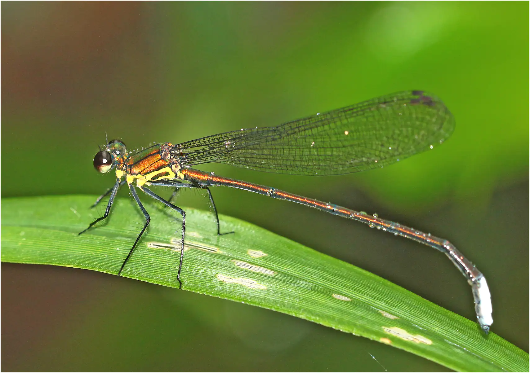 Caliphaea confusa mâle, Vietnam, Sapa, 12/06/2018