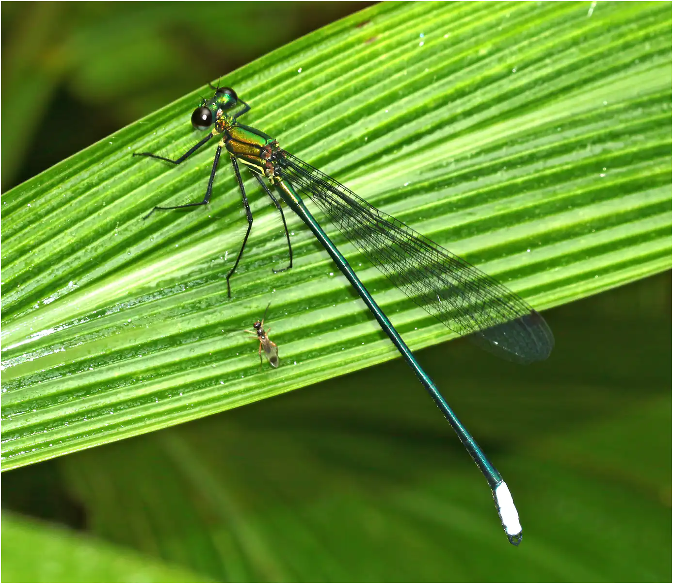 Caliphaea confusa mâle, Vietnam, Sapa, 12/06/2018