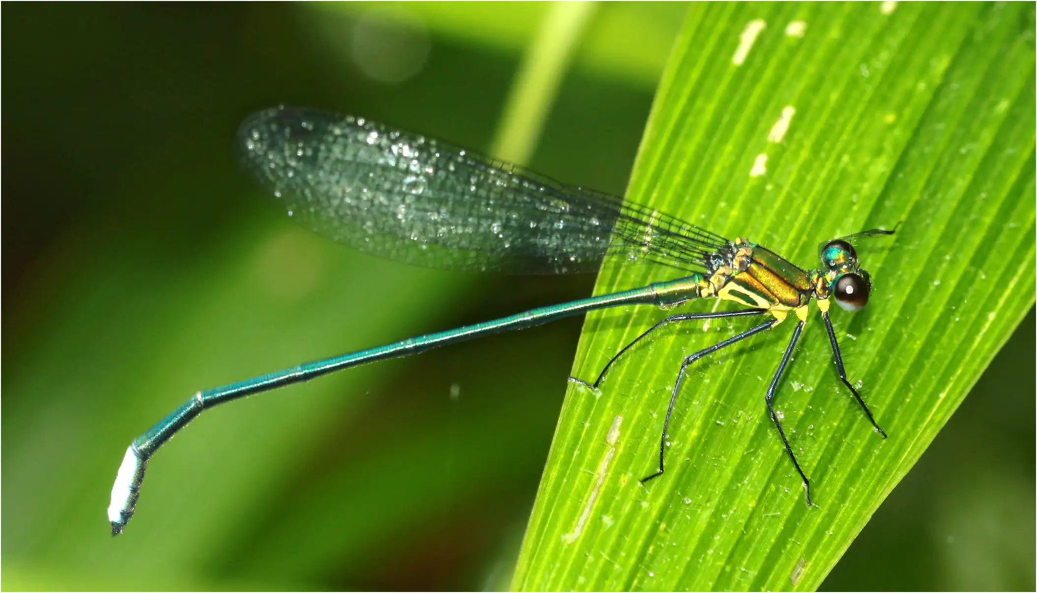 Caliphaea confusa mâle, Vietnam, Sapa, 12/06/2018