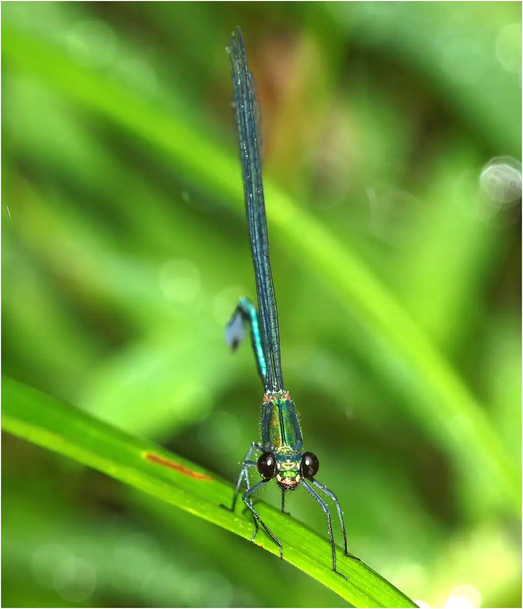 Caliphaea confusa mâle, Vietnam, Sapa, 12/06/2018