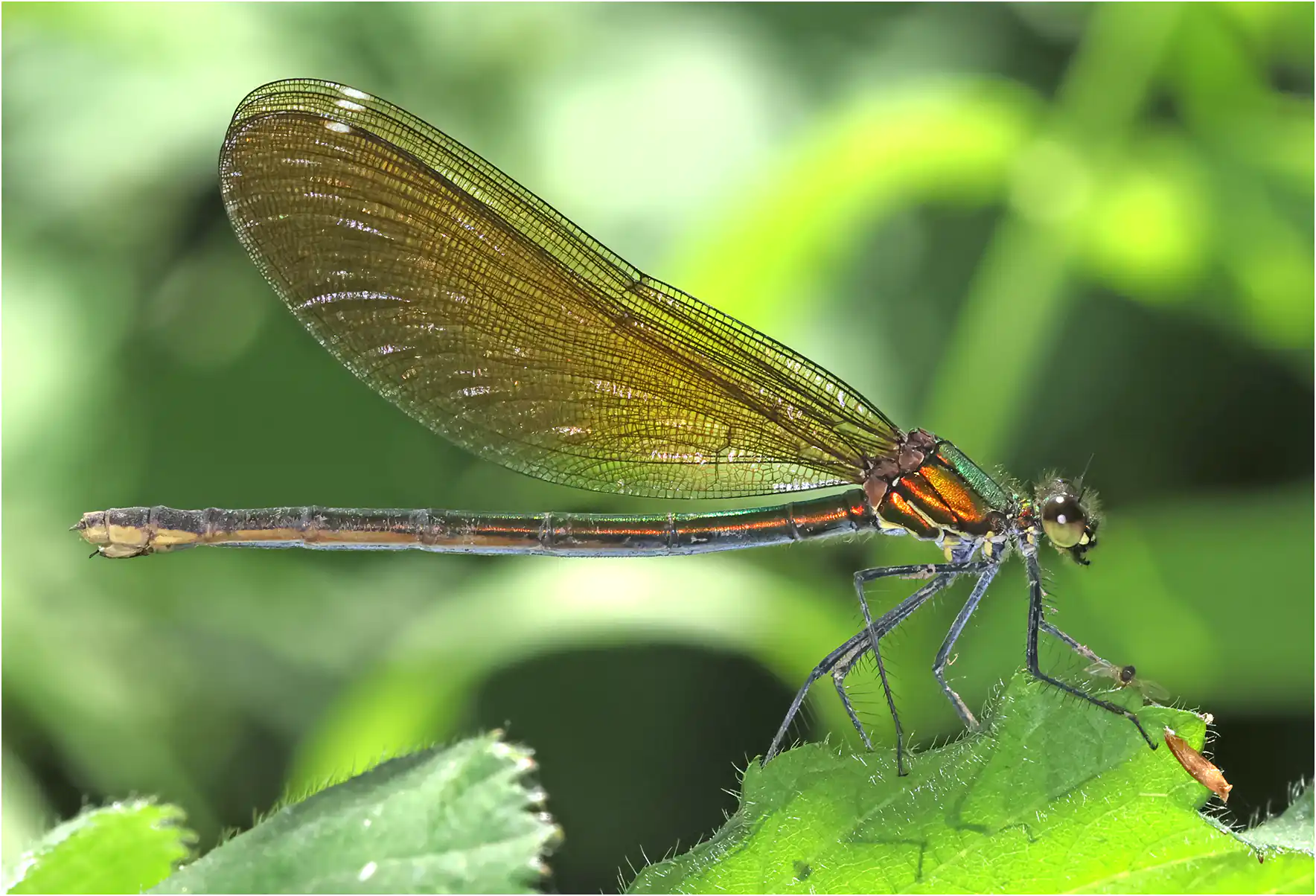 Calopteryx virgo femelle, sur le Veynon (F-58120), 02/06/2023