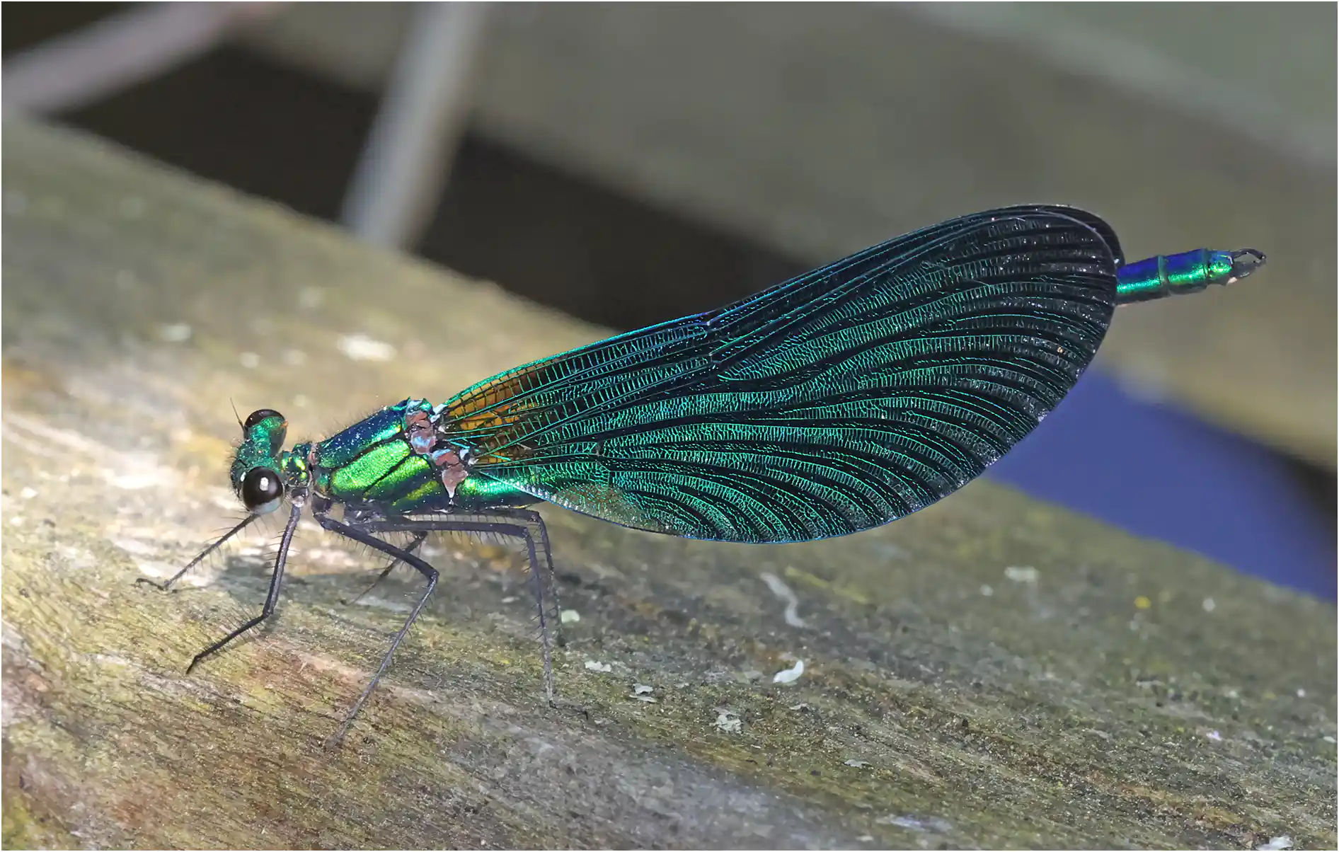 Calopteryx virgo mâle, sur le Veynon (F-58120), 02/06/2023