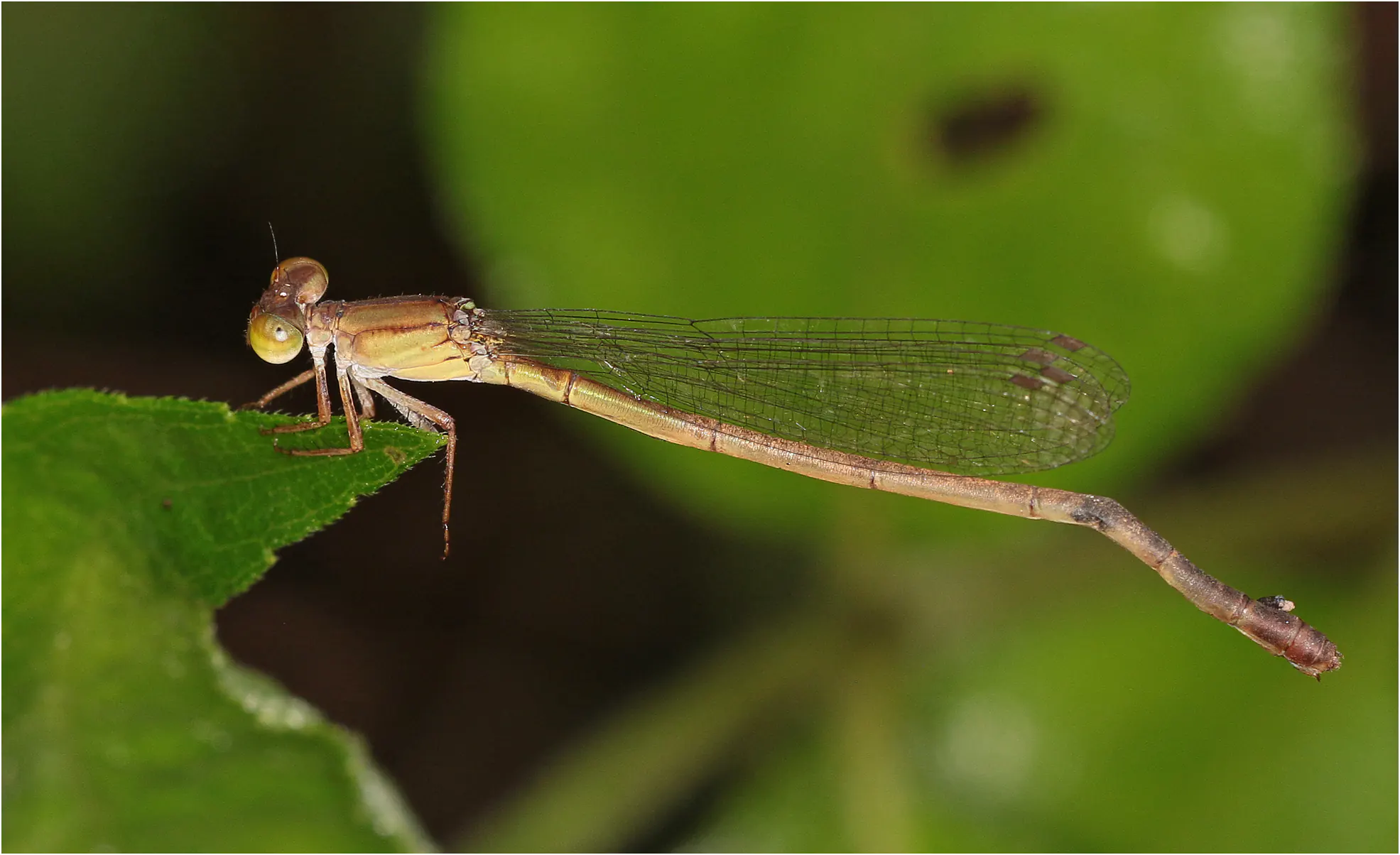 Ceriagrion corallinum femelle, Ghana, près de Akansa Lodge, 19/01/26