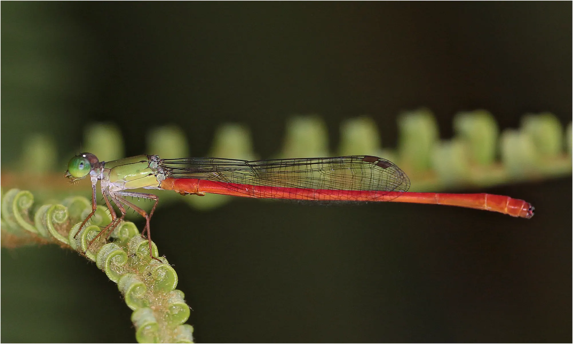 Ceriagrion corallinum mâle, Ghana, près de Akansa Lodge, 19/01/26