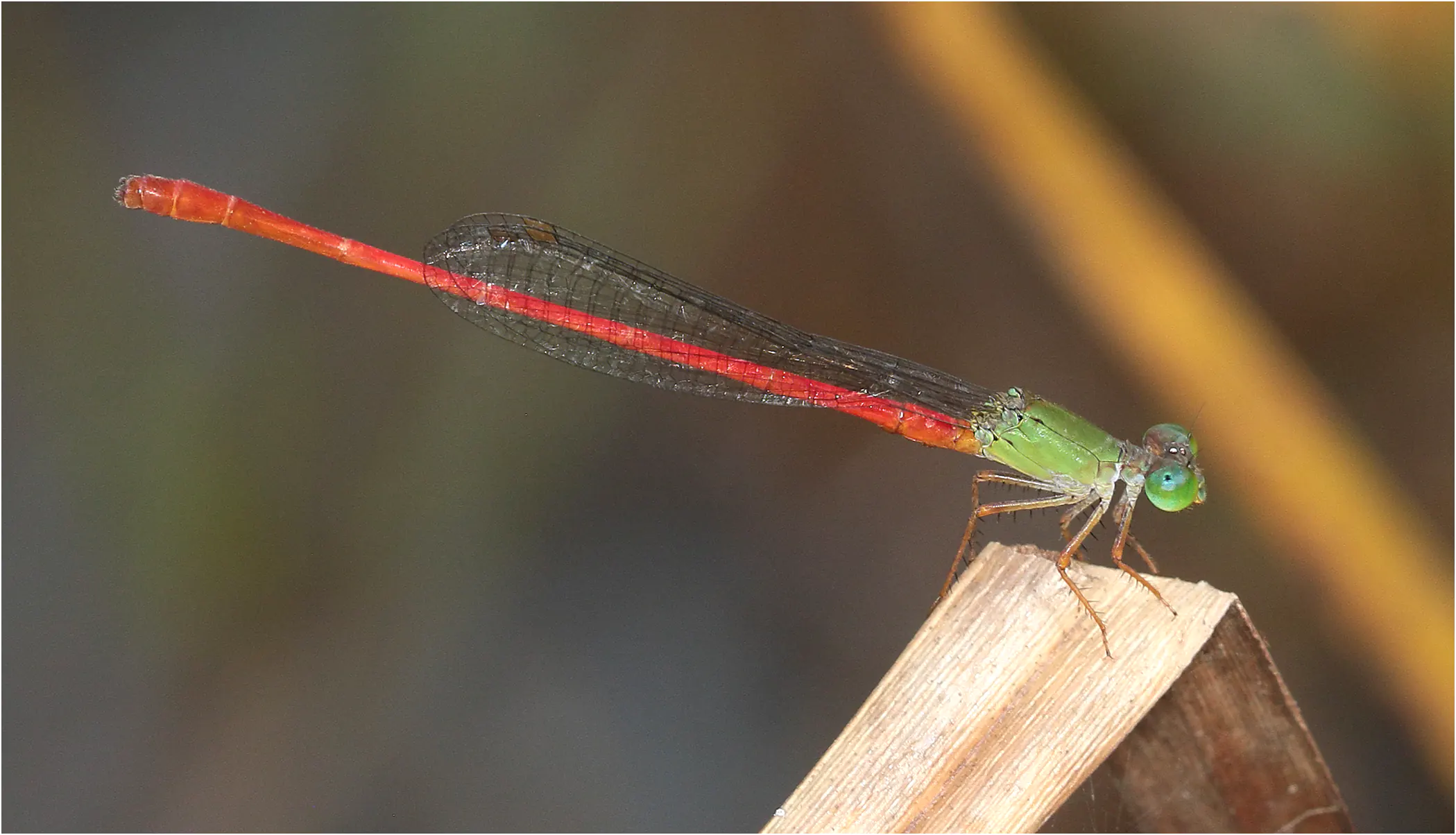 Green-fronted Ceriagrion male, Ghana, near Akansa Lodge, 19/01/2026