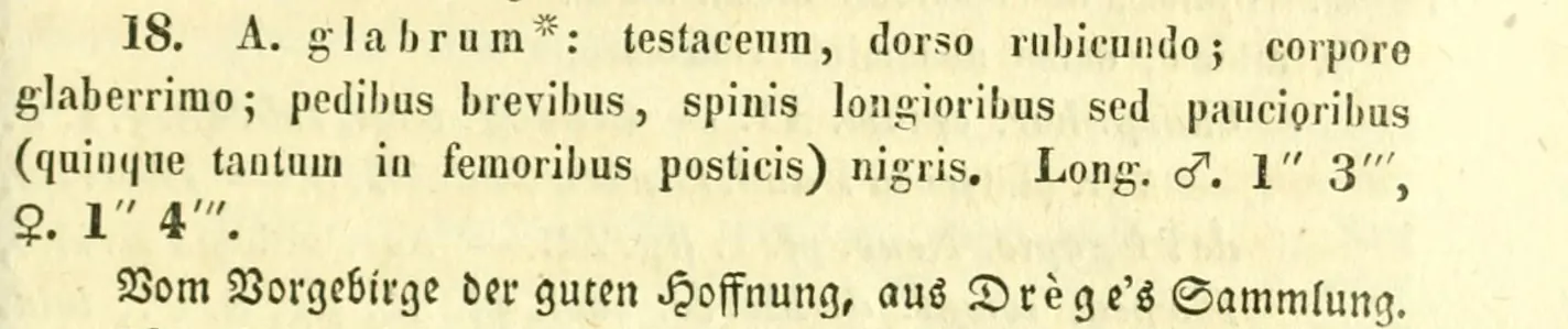 Agrion glabrum, Burmeister