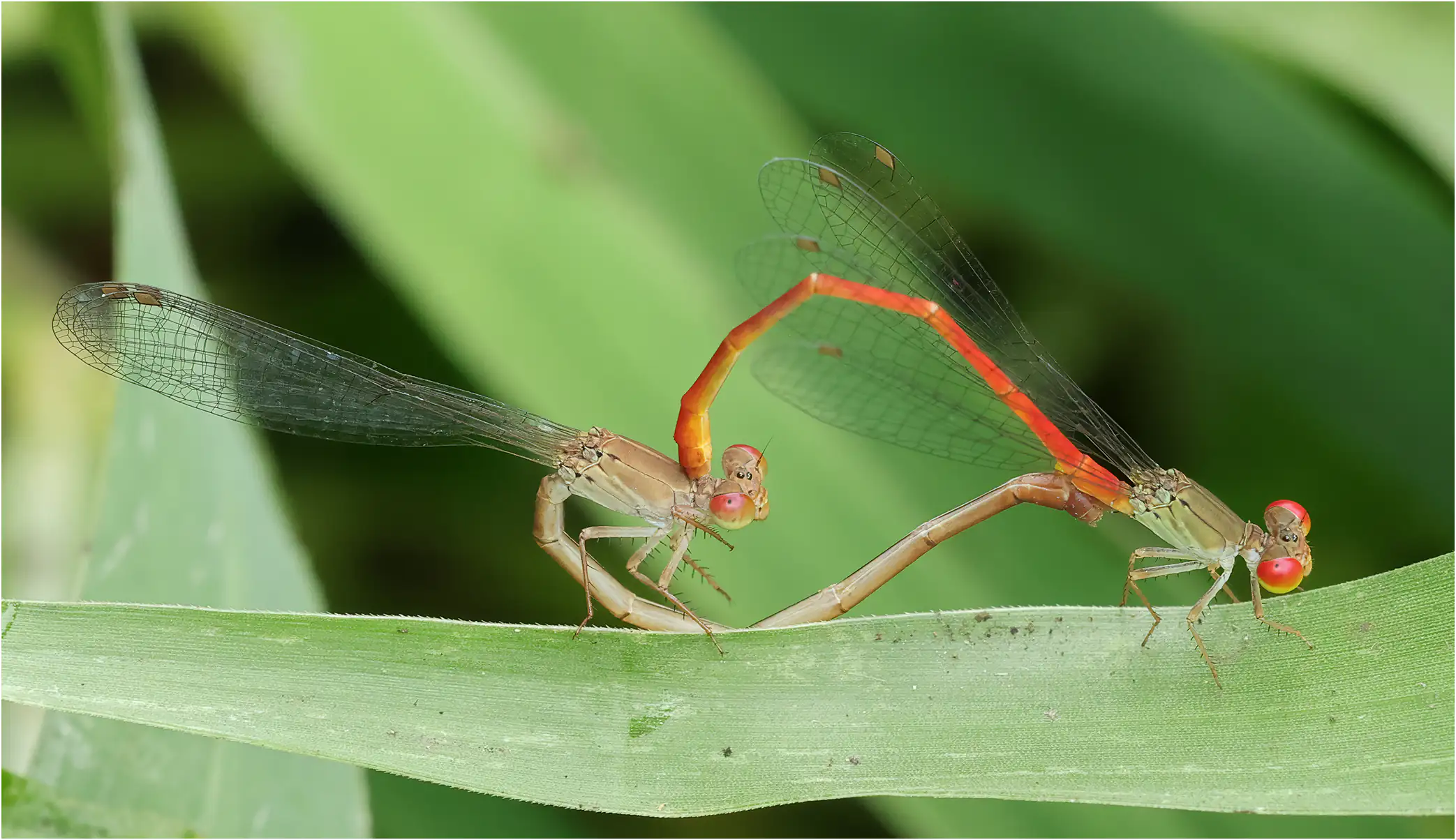 Ceriagrion praetermissum accouplement, Thaïlande, Chiang Mai, 08/06/2024