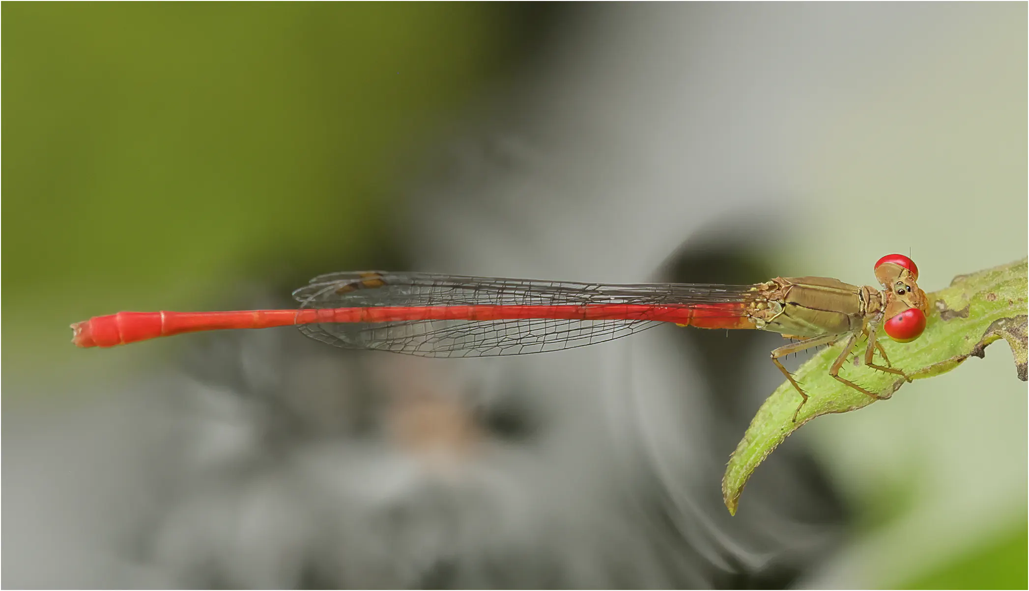 Ceriagrion praetermissum mâle, Thaïlande, Chiang Mai, 25/05/2024