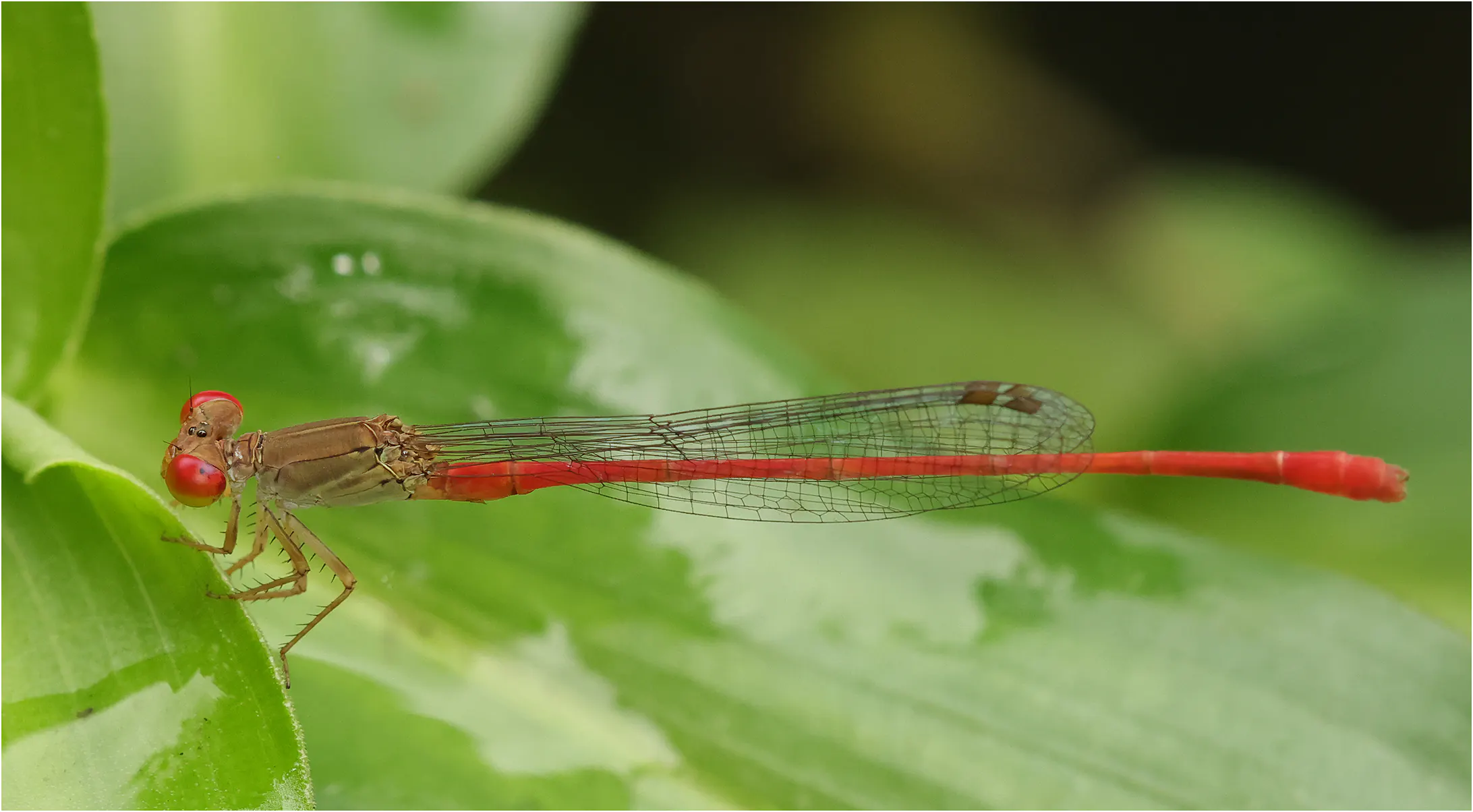Ceriagrion praetermissum mâle, Thaïlande, Chiang Mai, 25/05/2024