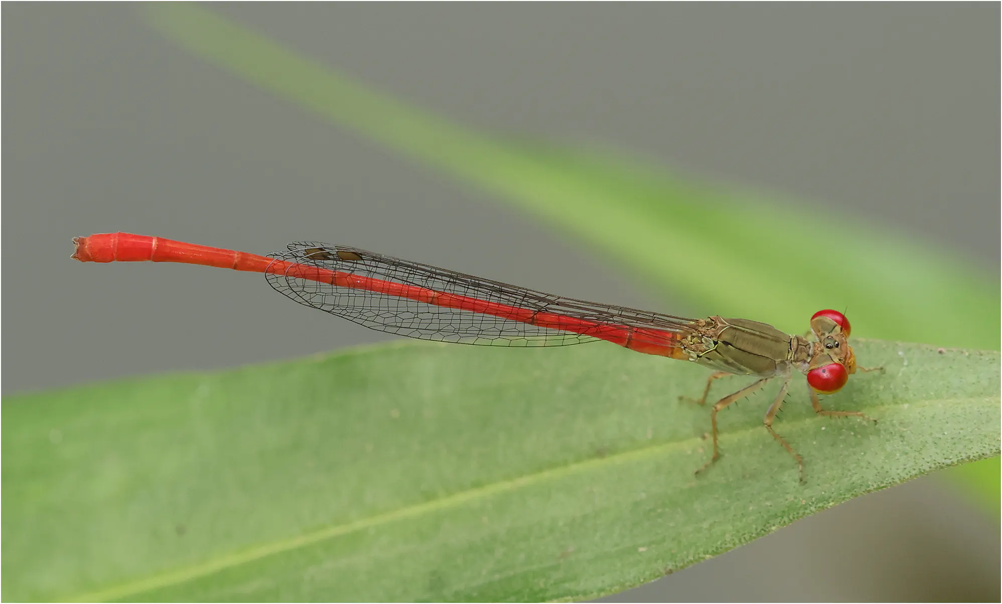Ceriagrion praetermissum mâle, Thaïlande, Chiang Mai, 25/05/2024