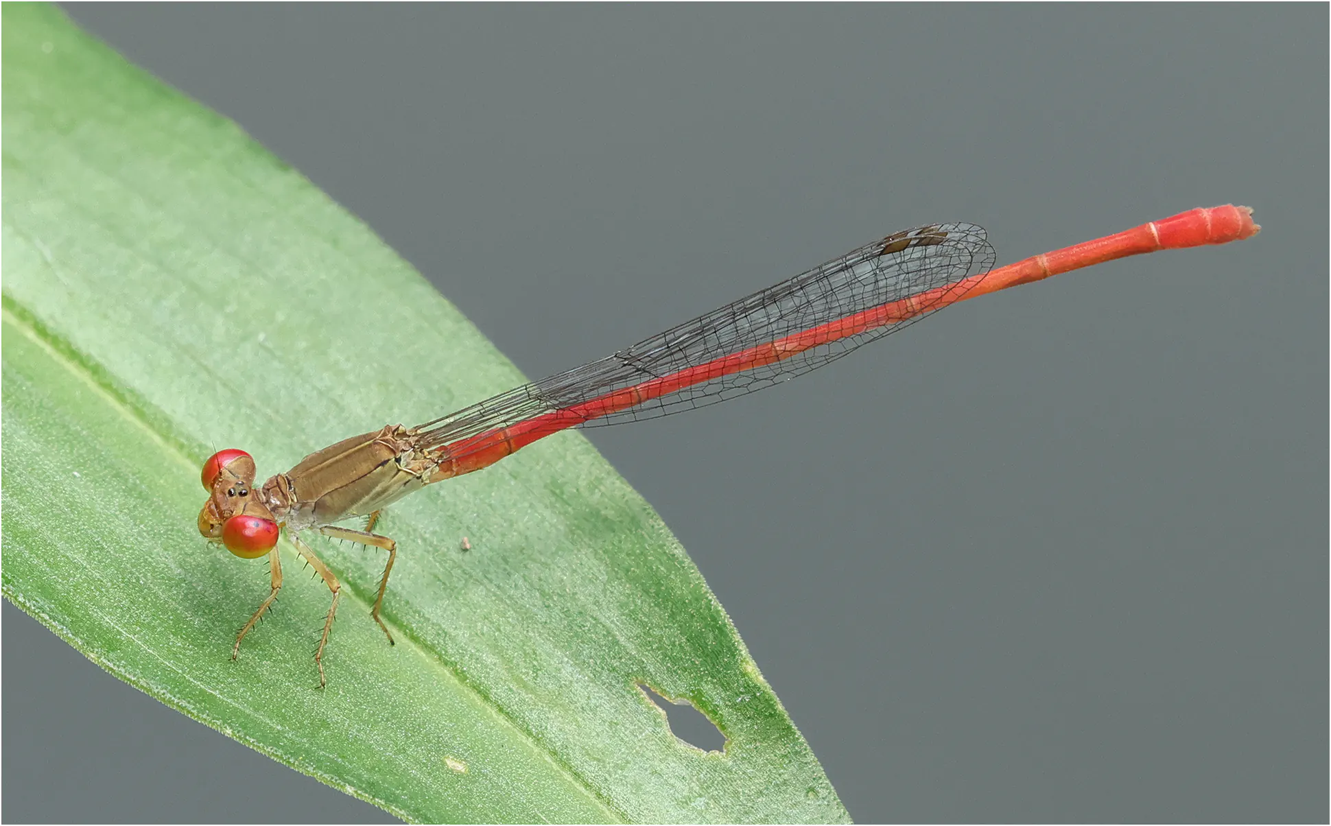 Ceriagrion praetermissum mâle, Thaïlande, Chiang Mai, 26/05/2024