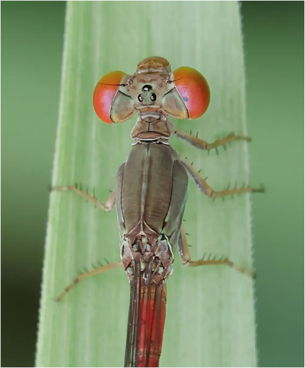 Ceriagrion praetermissum mâle, Thaïlande, Chiang Mai, 08/06/2024