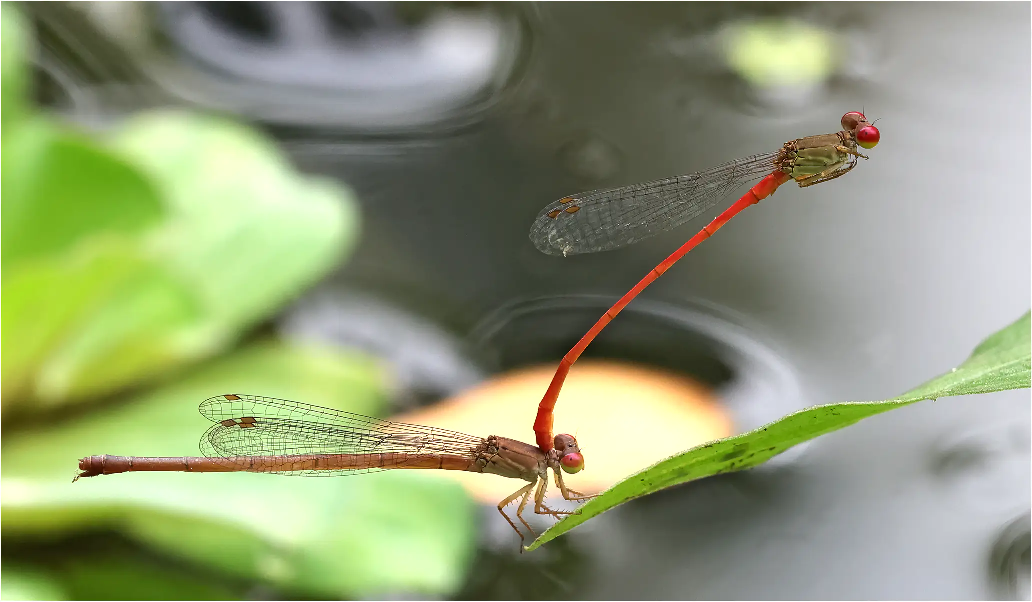 Ceriagrion praetermissum tandem, Thaïlande, Chiang Mai, 08/06/2024